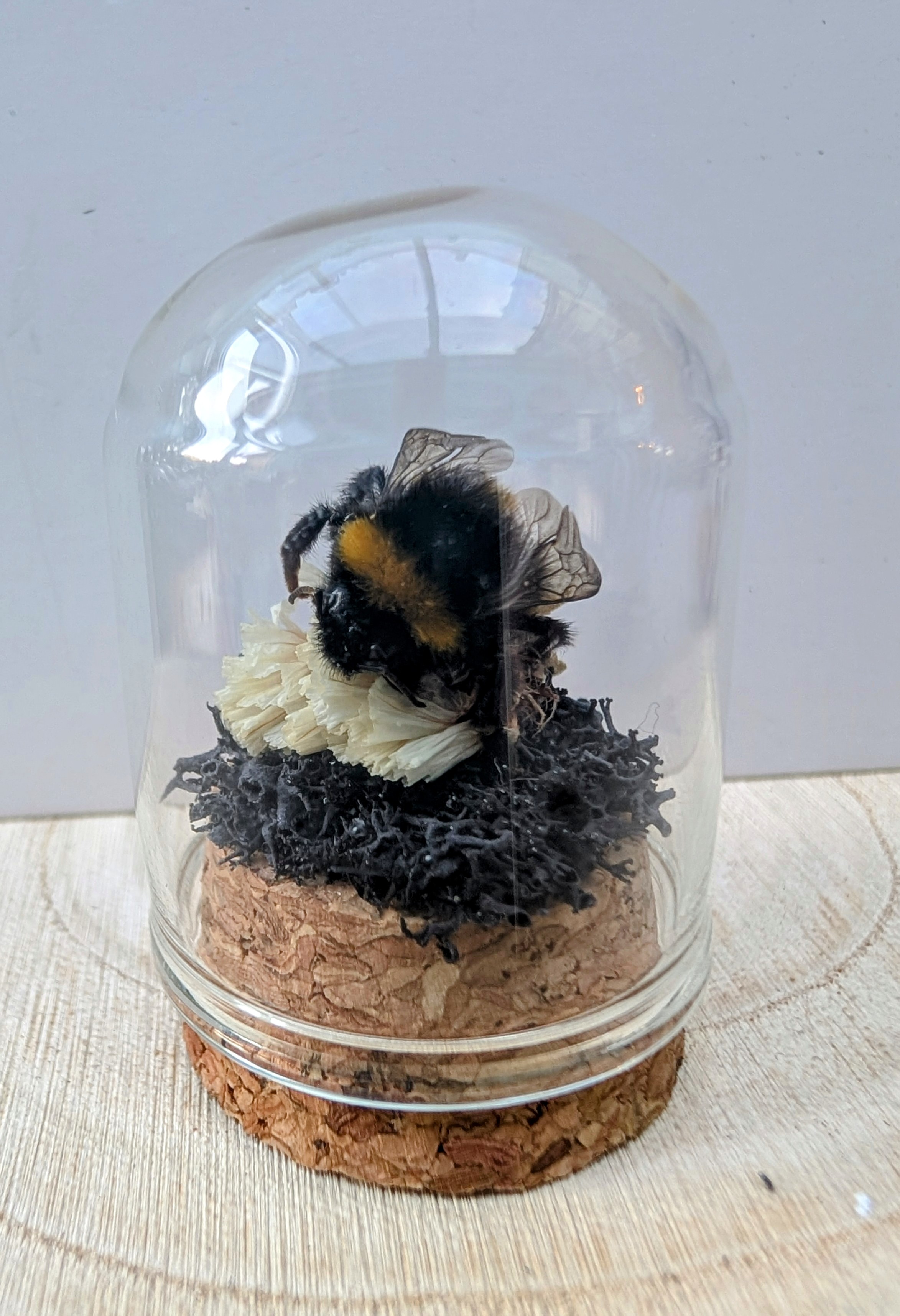 Bumblebee Mini Dome