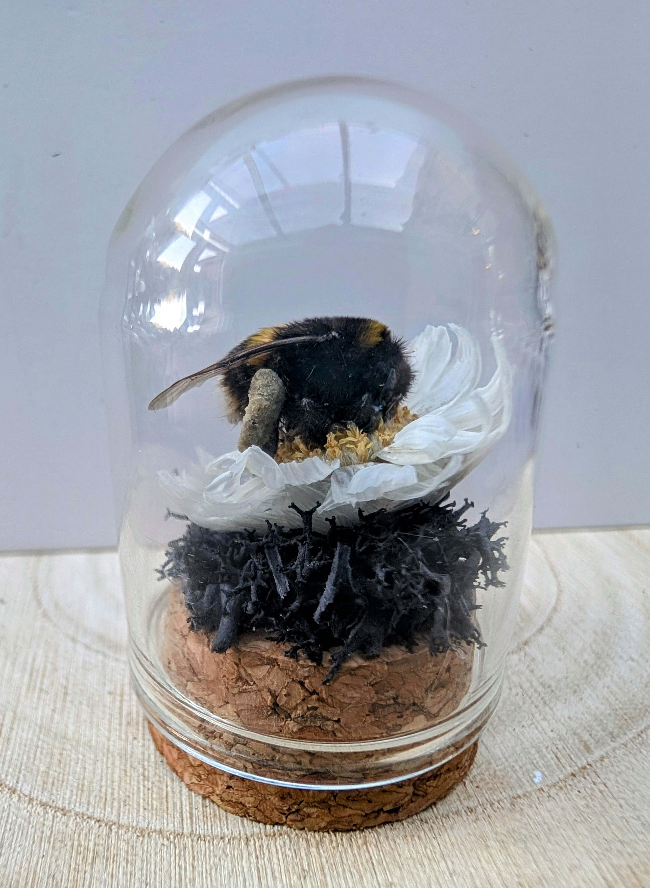 Bumblebee Mini Dome