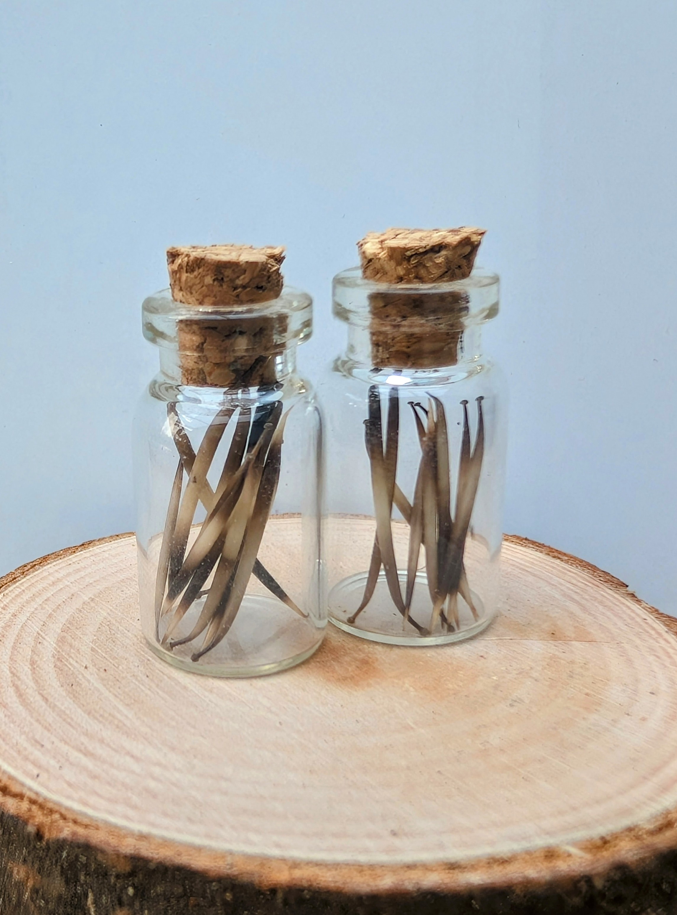 Hedgehog Spine Jars