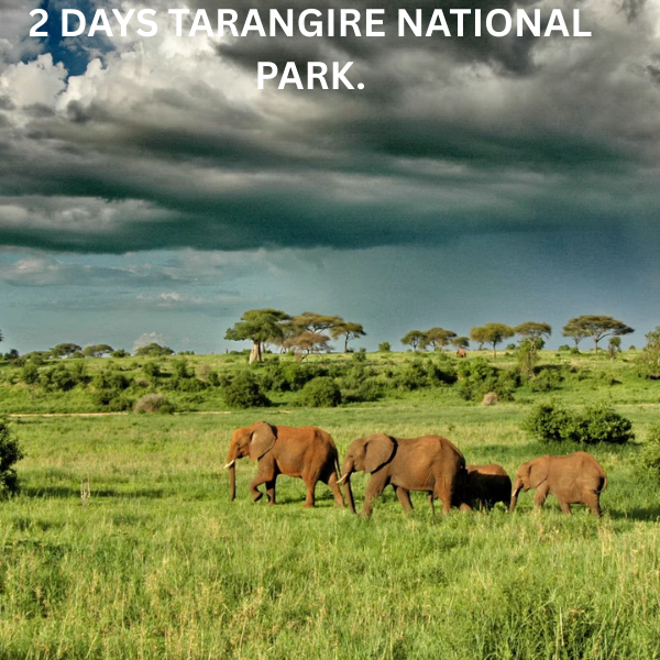 2-Day Tarangire National Park Safari