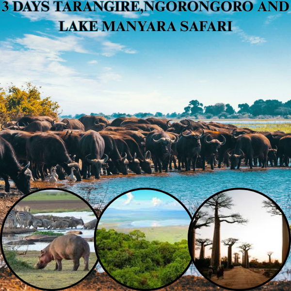 3-Day Tarangire and Ngorongoro Safari