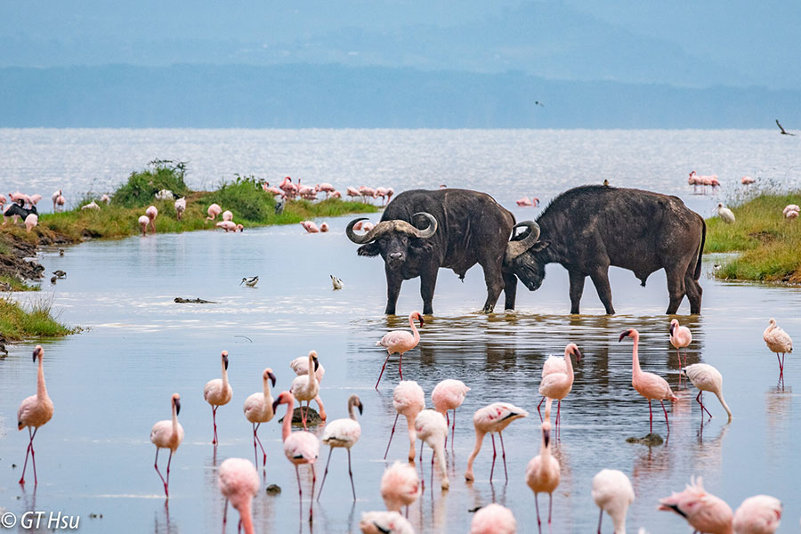 7-Day Luxury Safari from Kilimanjaro to the Mara