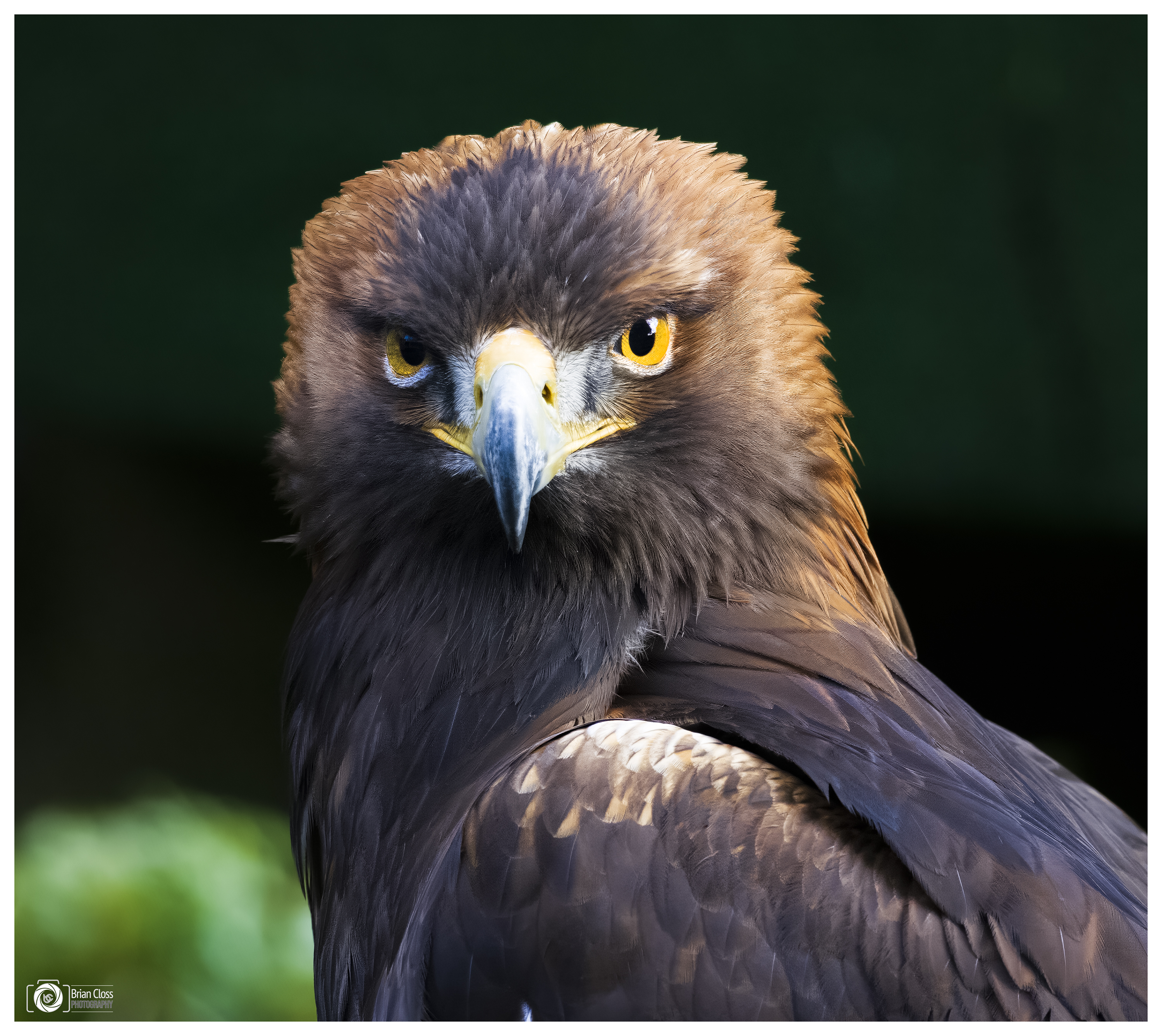 Got My Eye on You! - Golden Eagle