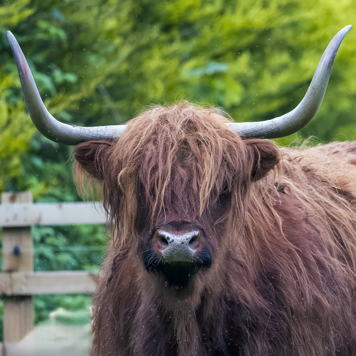 You Looking at Me - Highland Cow