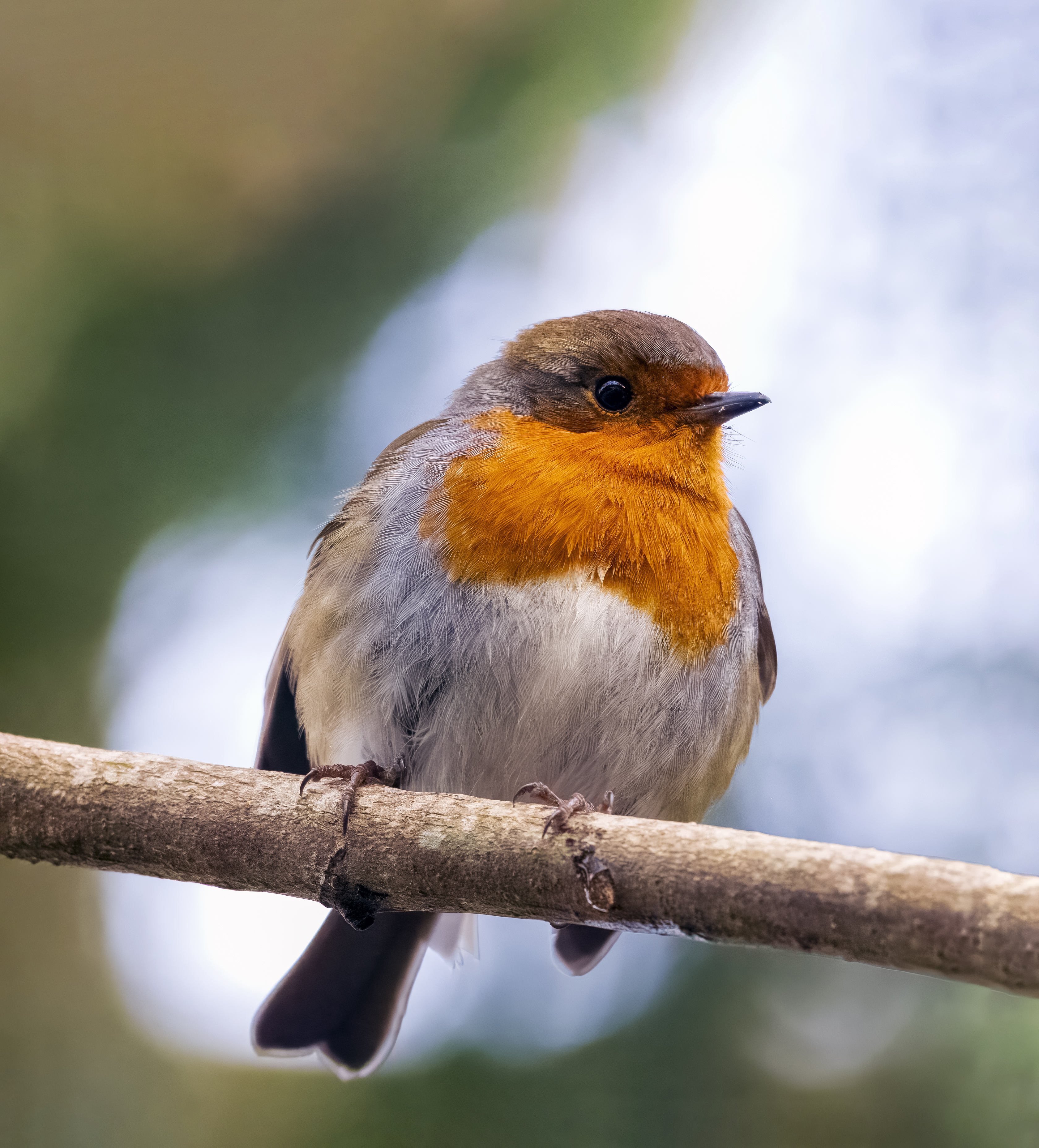 Winter Robin at Mauldslie Bride