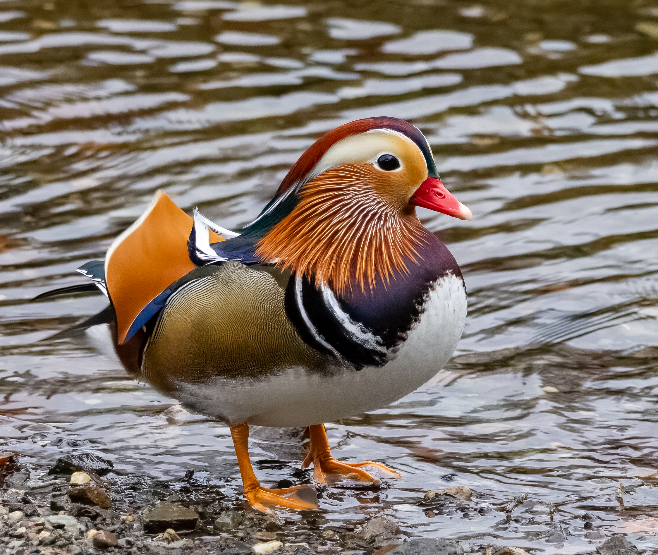Beautiful Mandarin Drake