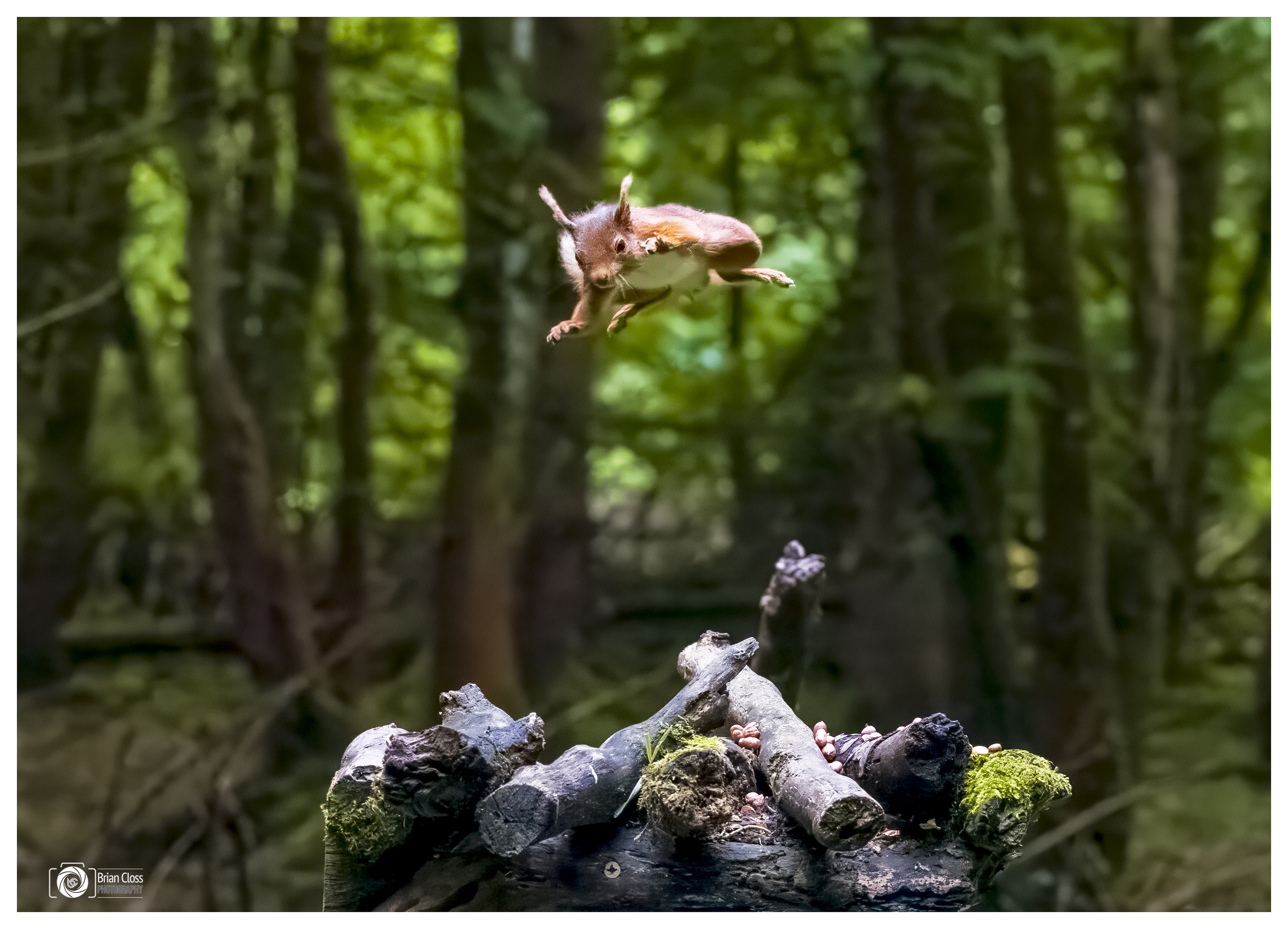 Cyril the Flying Red Squirrel