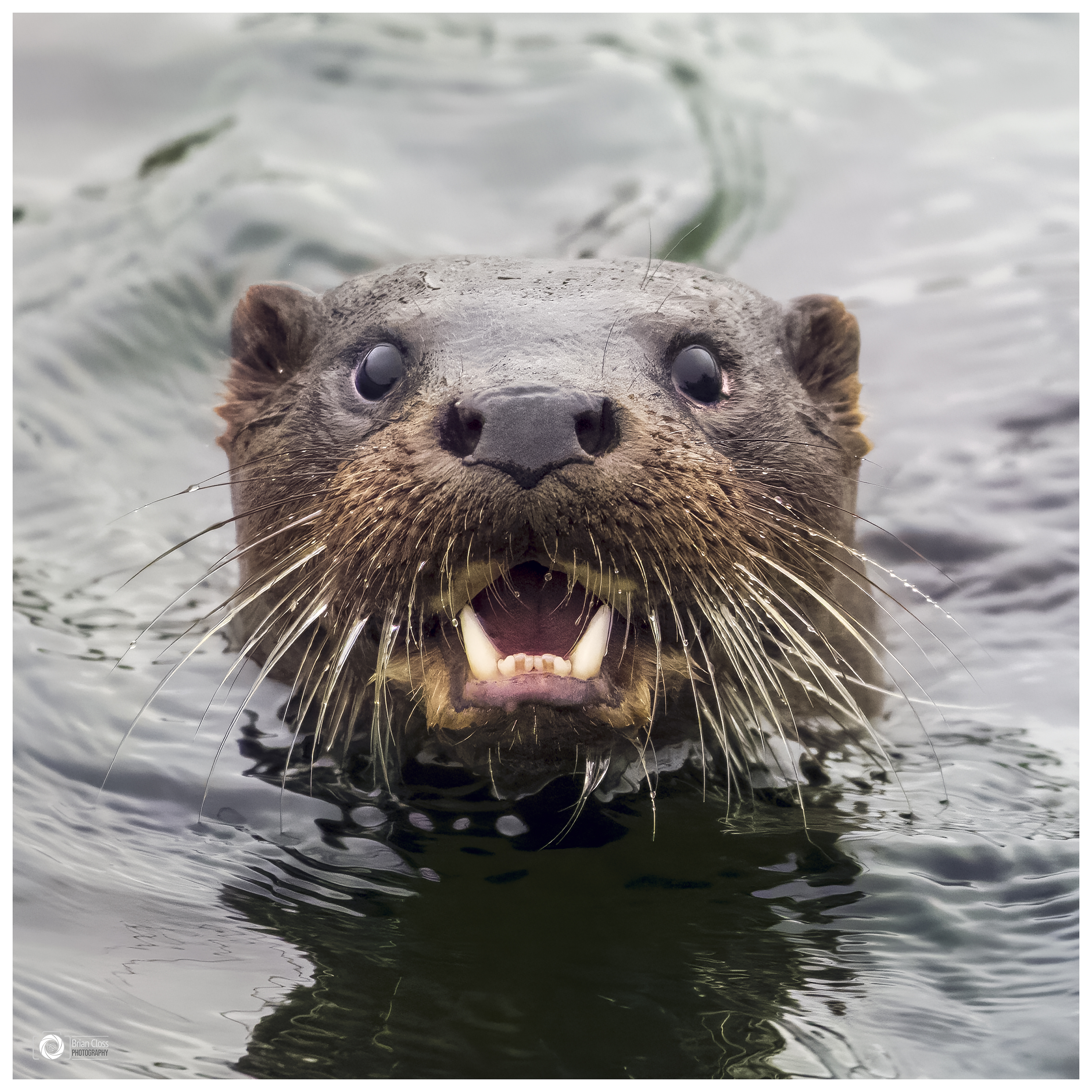 I see You - Oscar the Otter