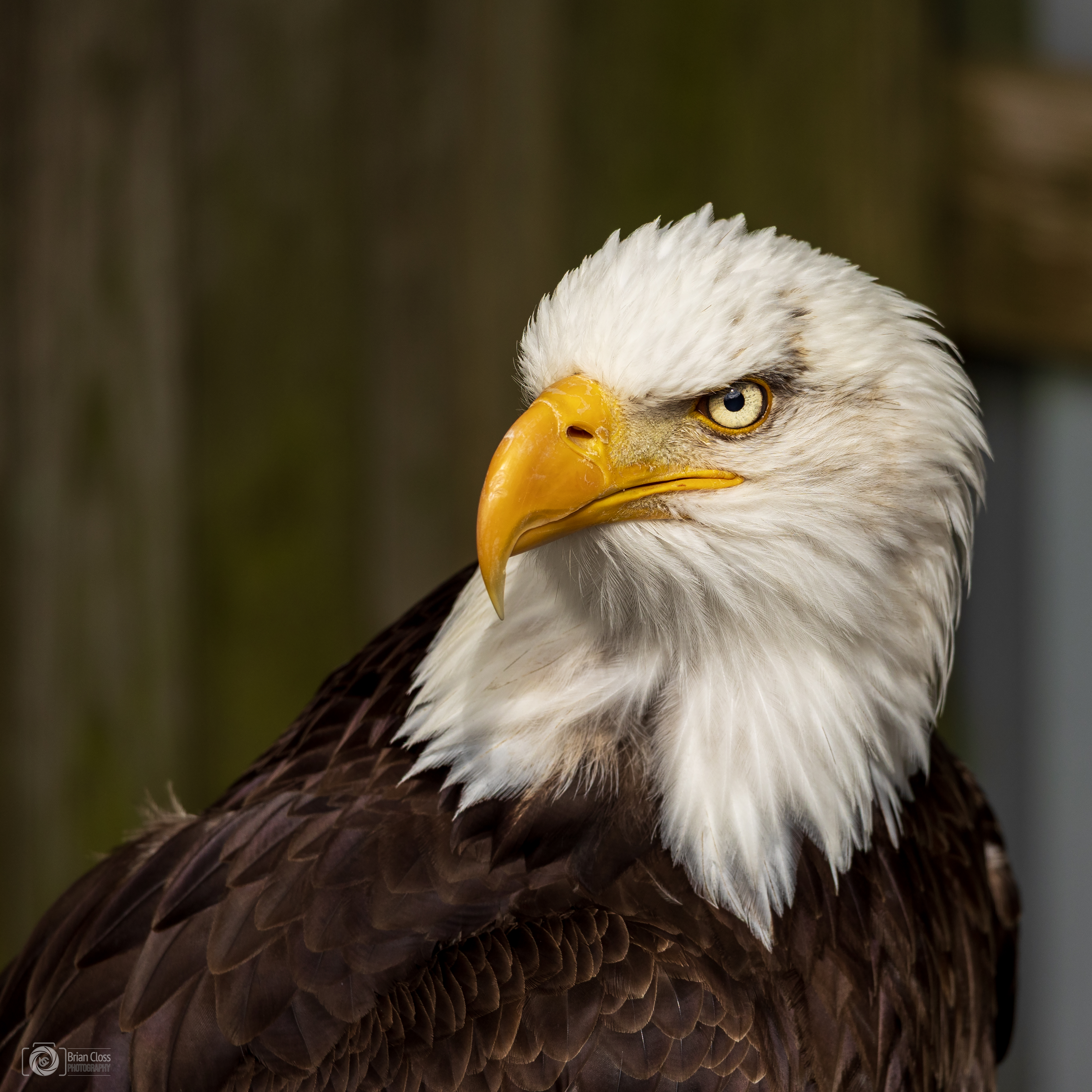 American Bald Eagle
