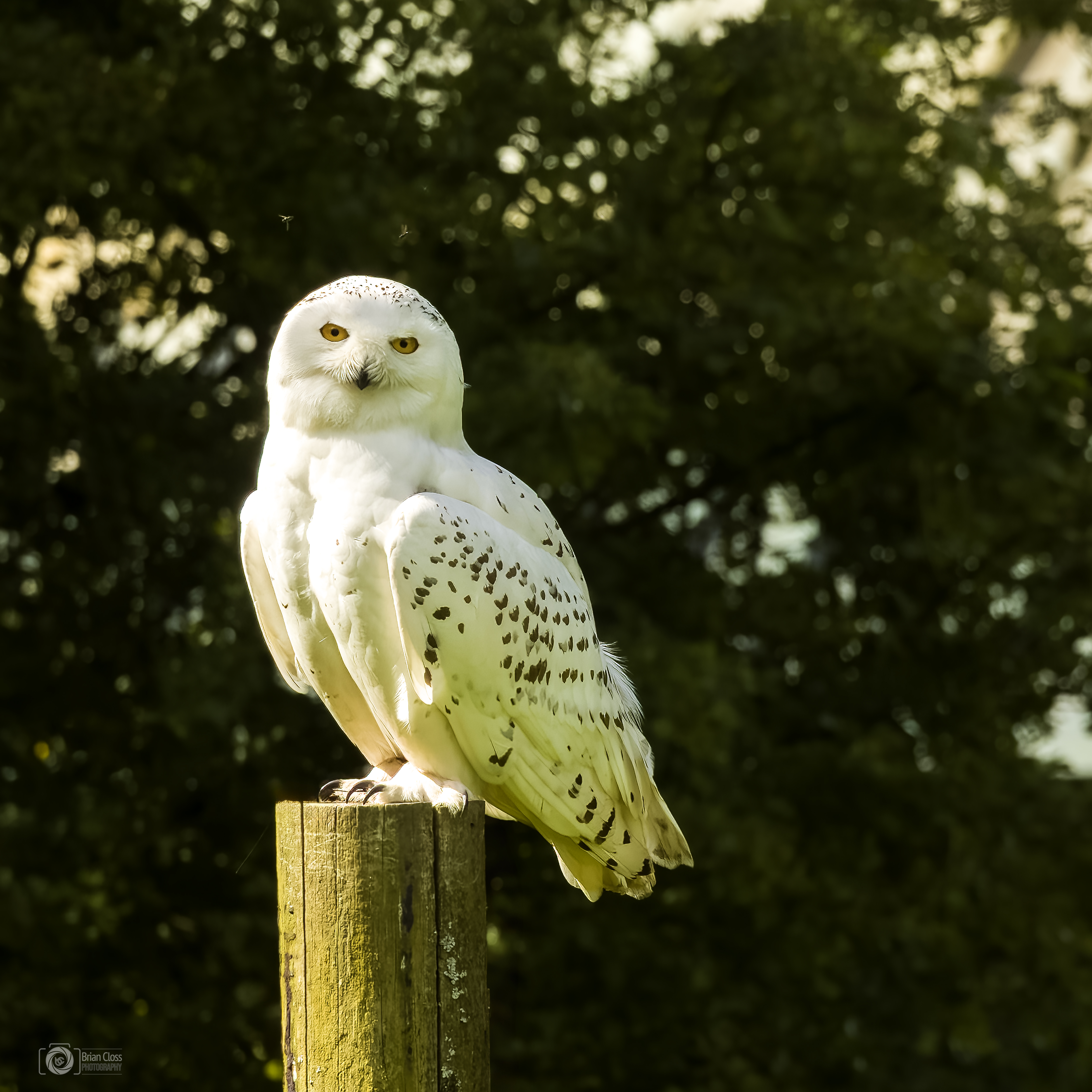Snowy Owl Posing