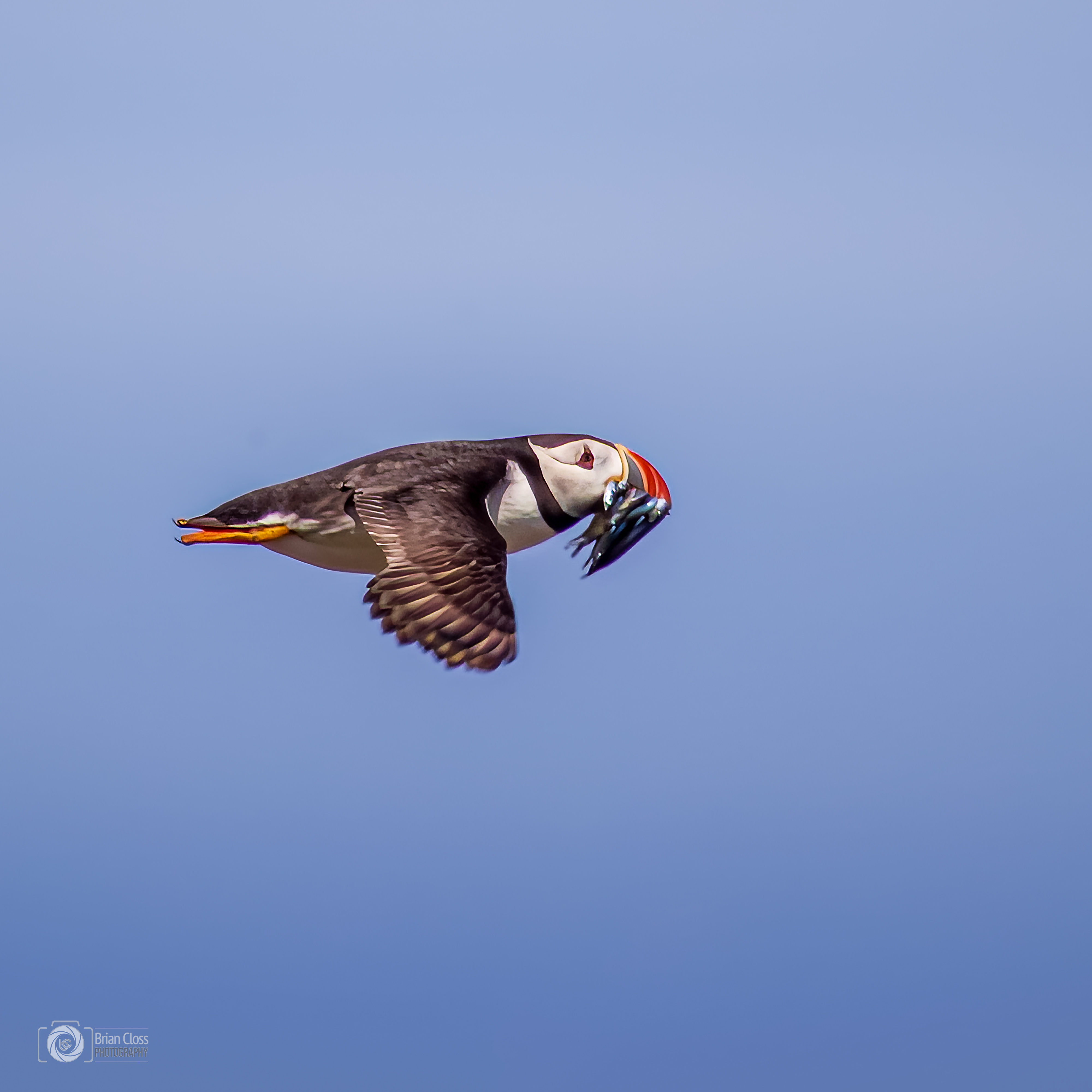 Atlantic Puffin in Flight - 2025