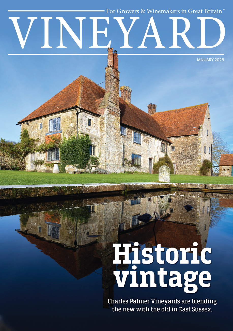 Vineyard – January 2025