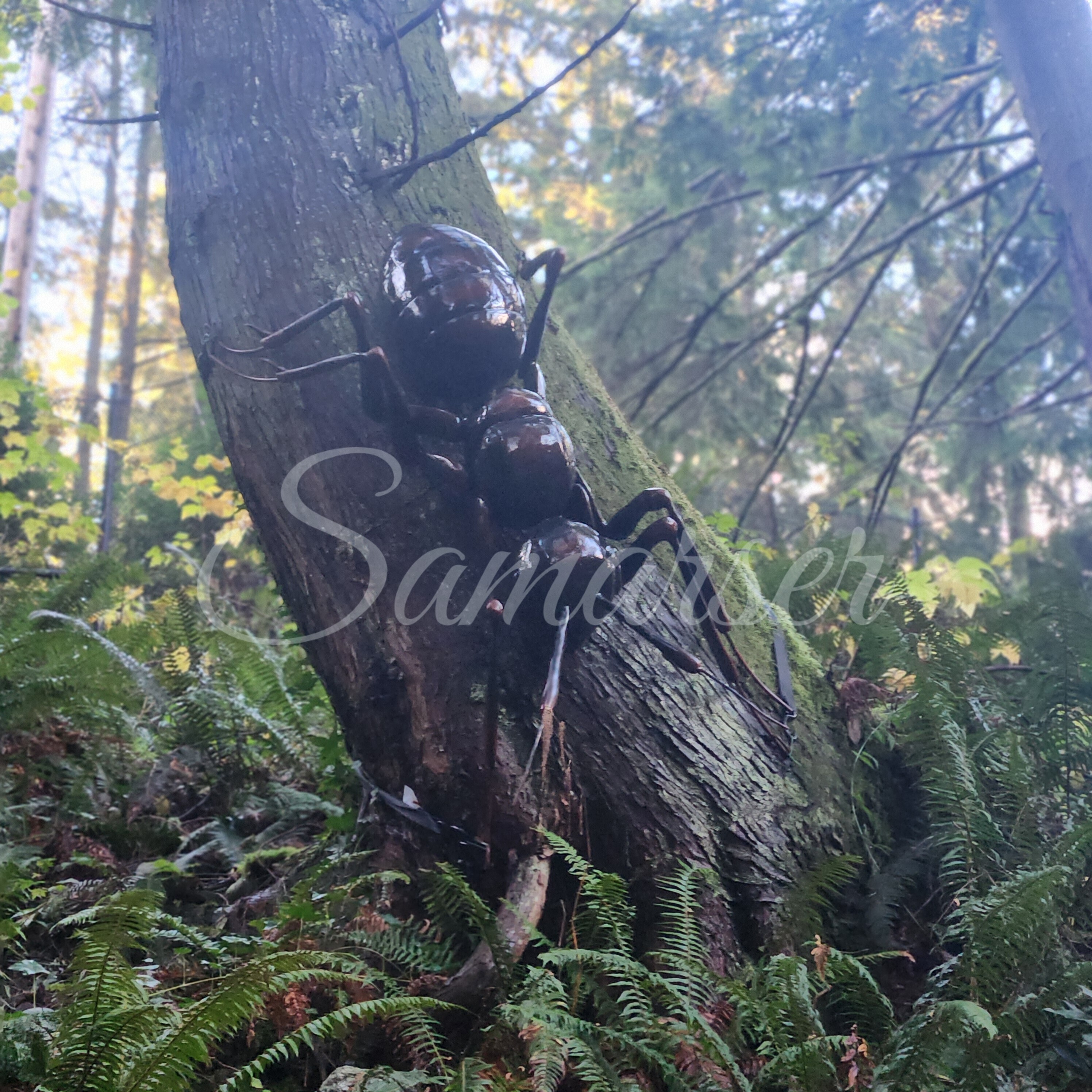 Forest Creatures Trio