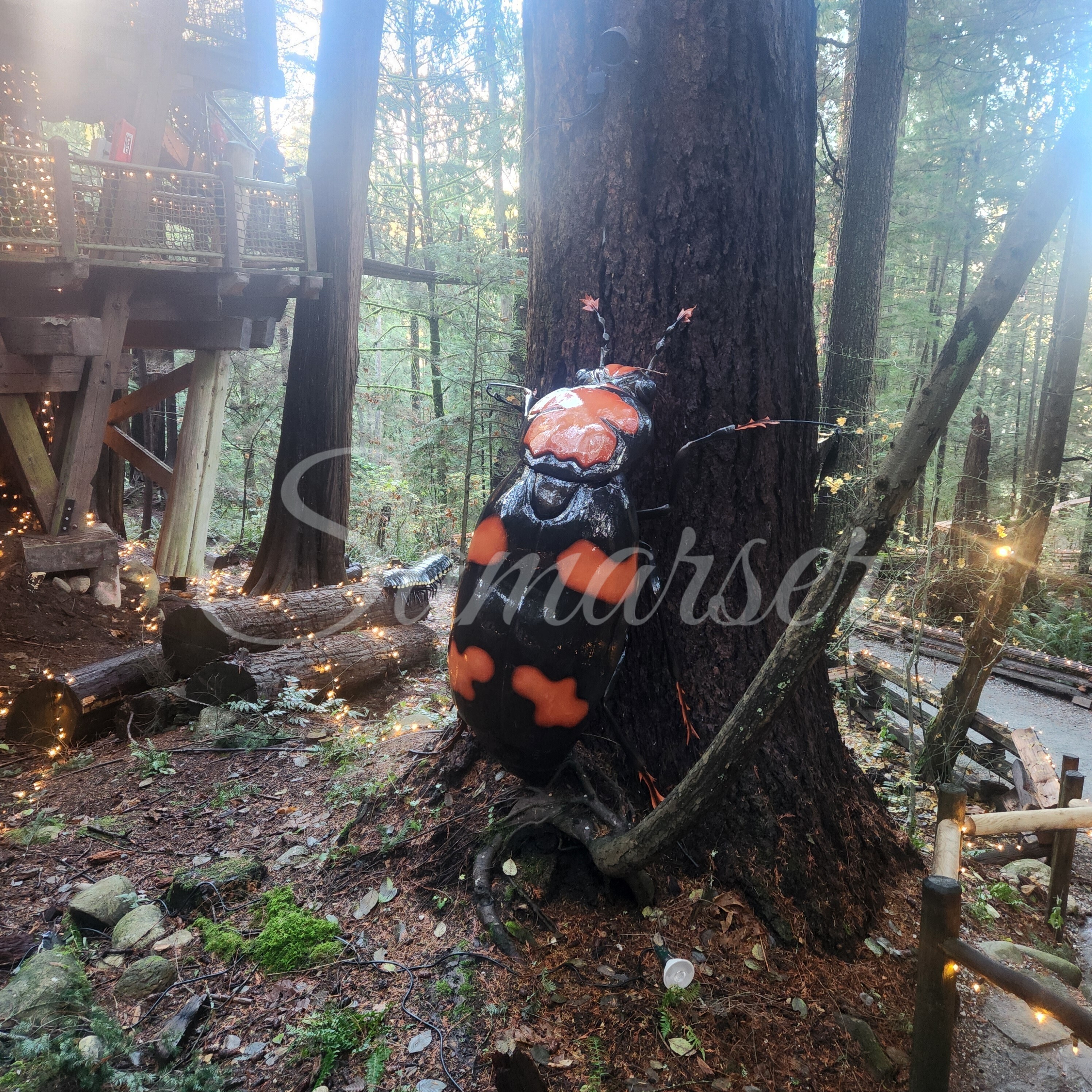 Ladybug In The Forest