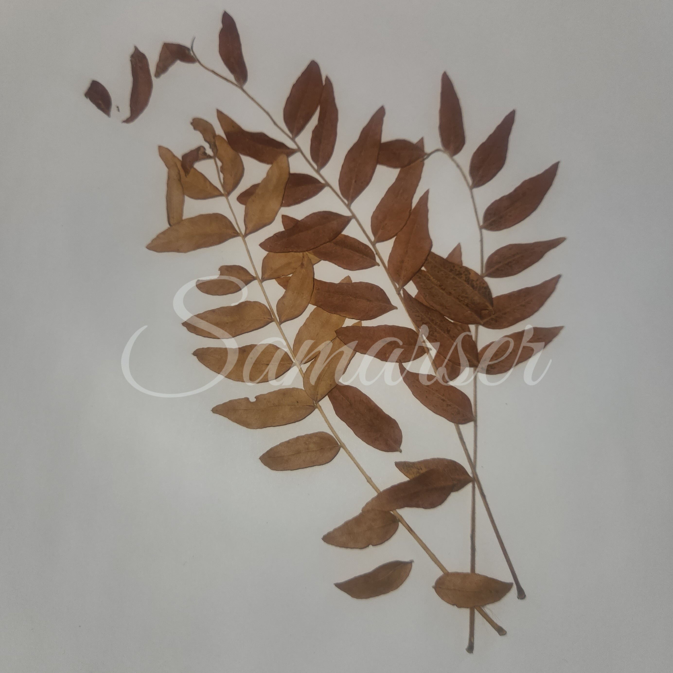 Framed Autumn Leaves Artwork Series