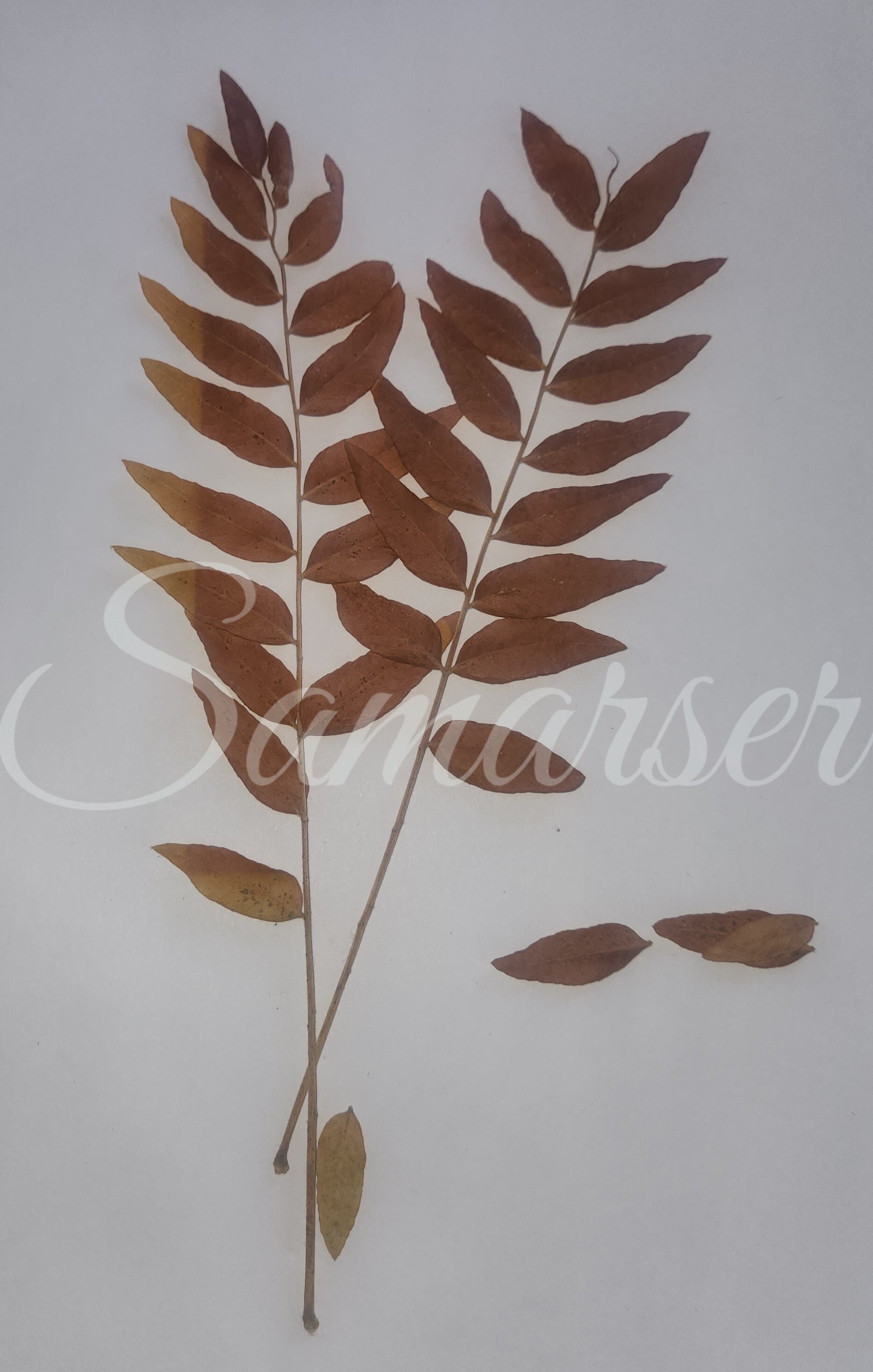 Framed Autumn Leaves Artwork Series