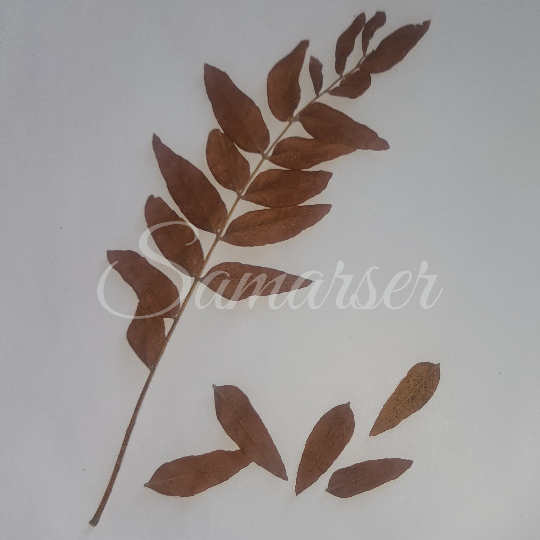 Framed Autumn Leaves Artwork Series