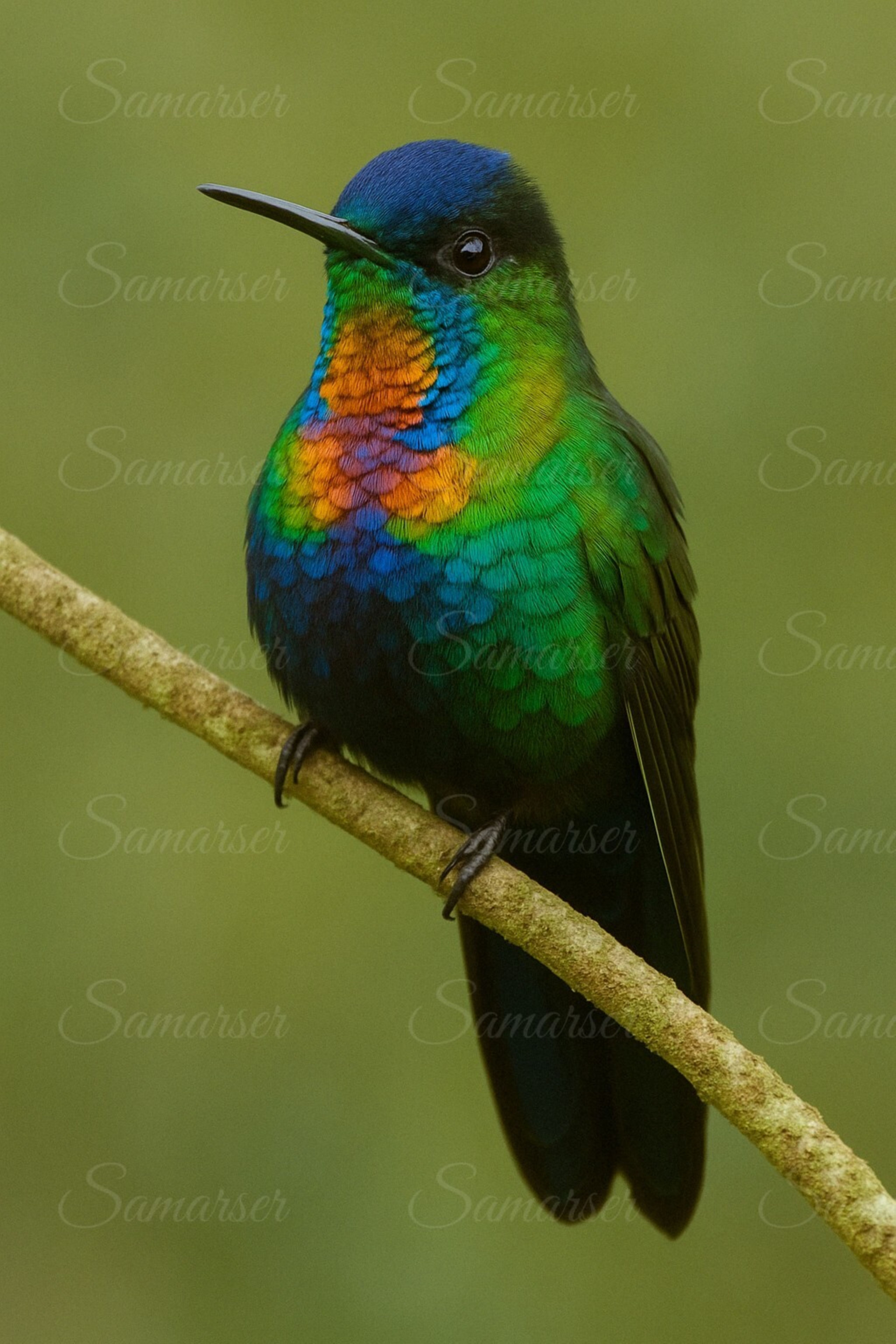 Fiery-Throated Hummingbird