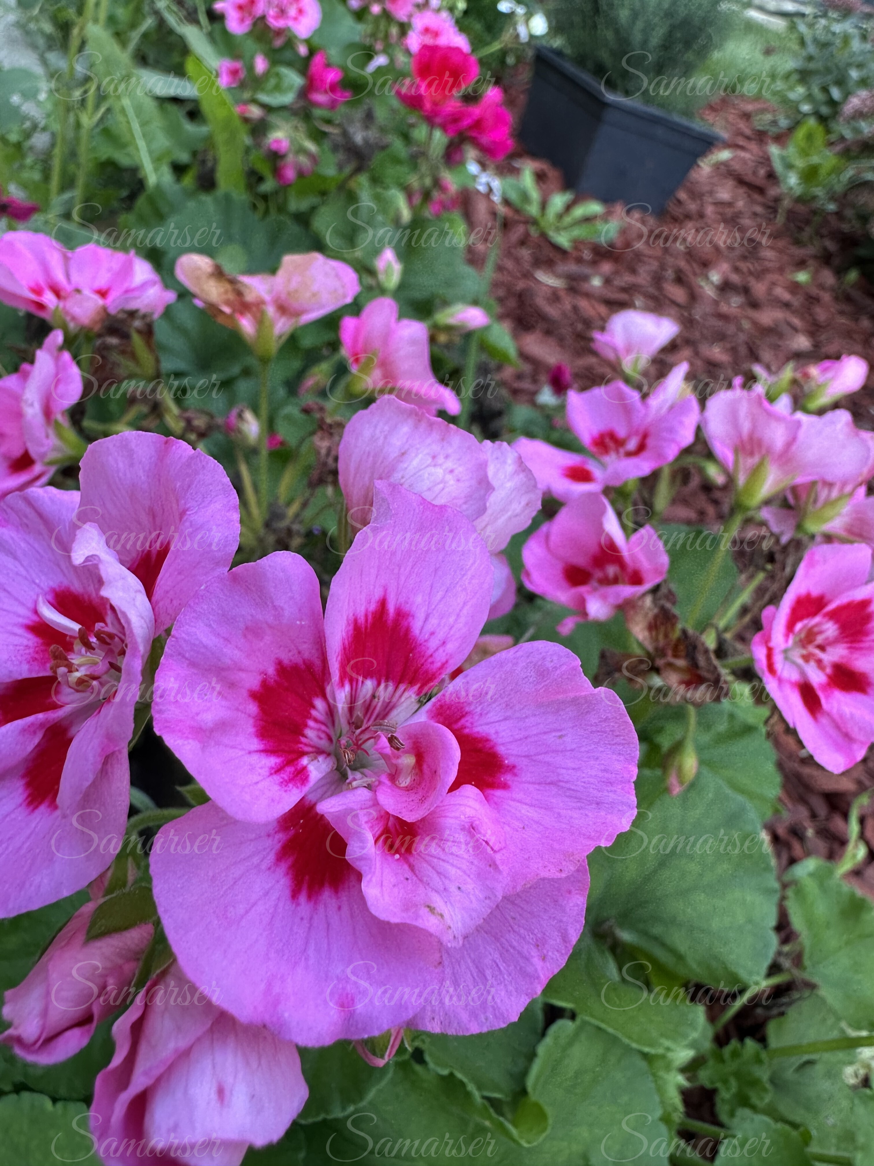 Pink Geranium Flowers