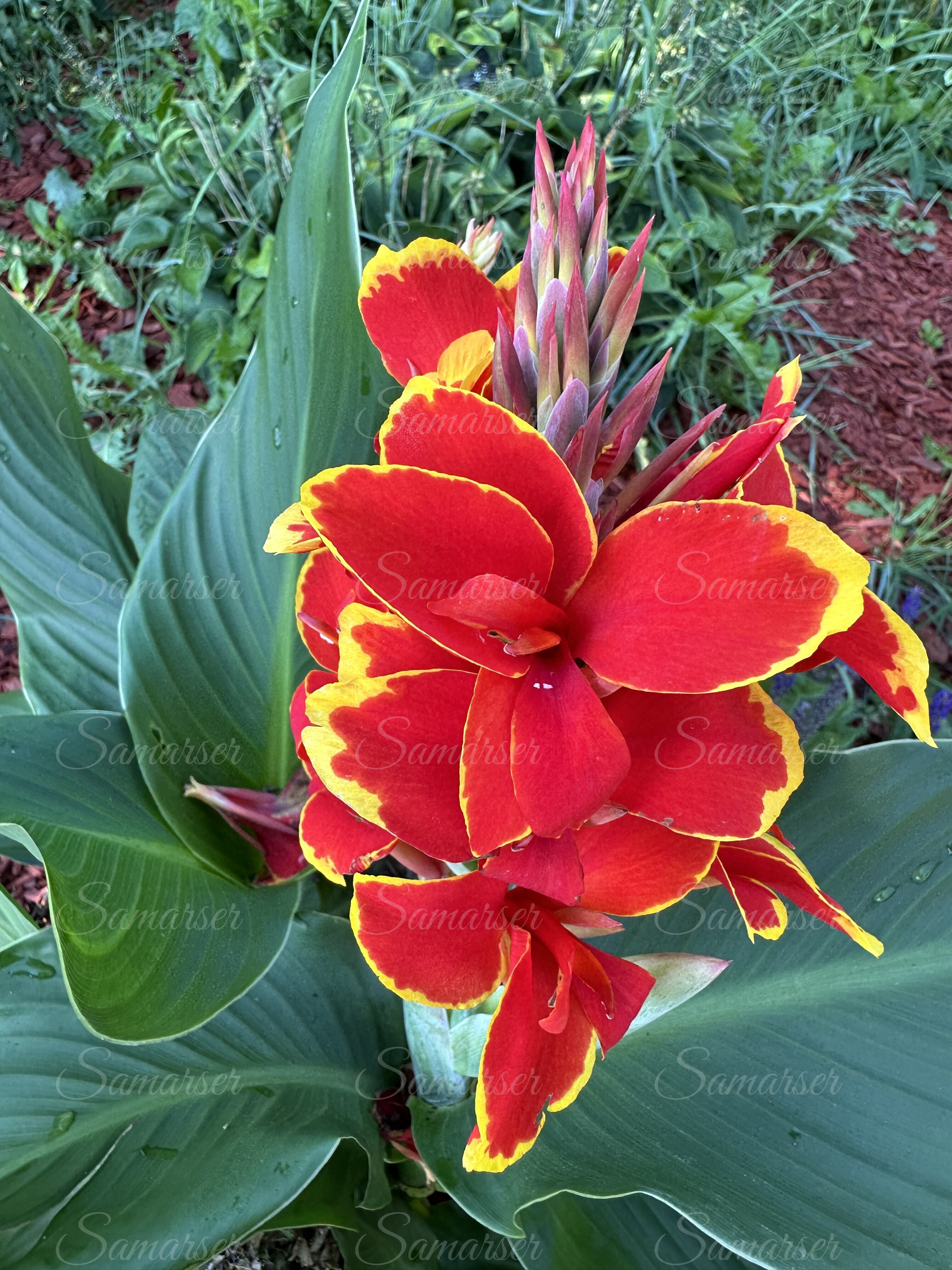 Canna Lily Plant