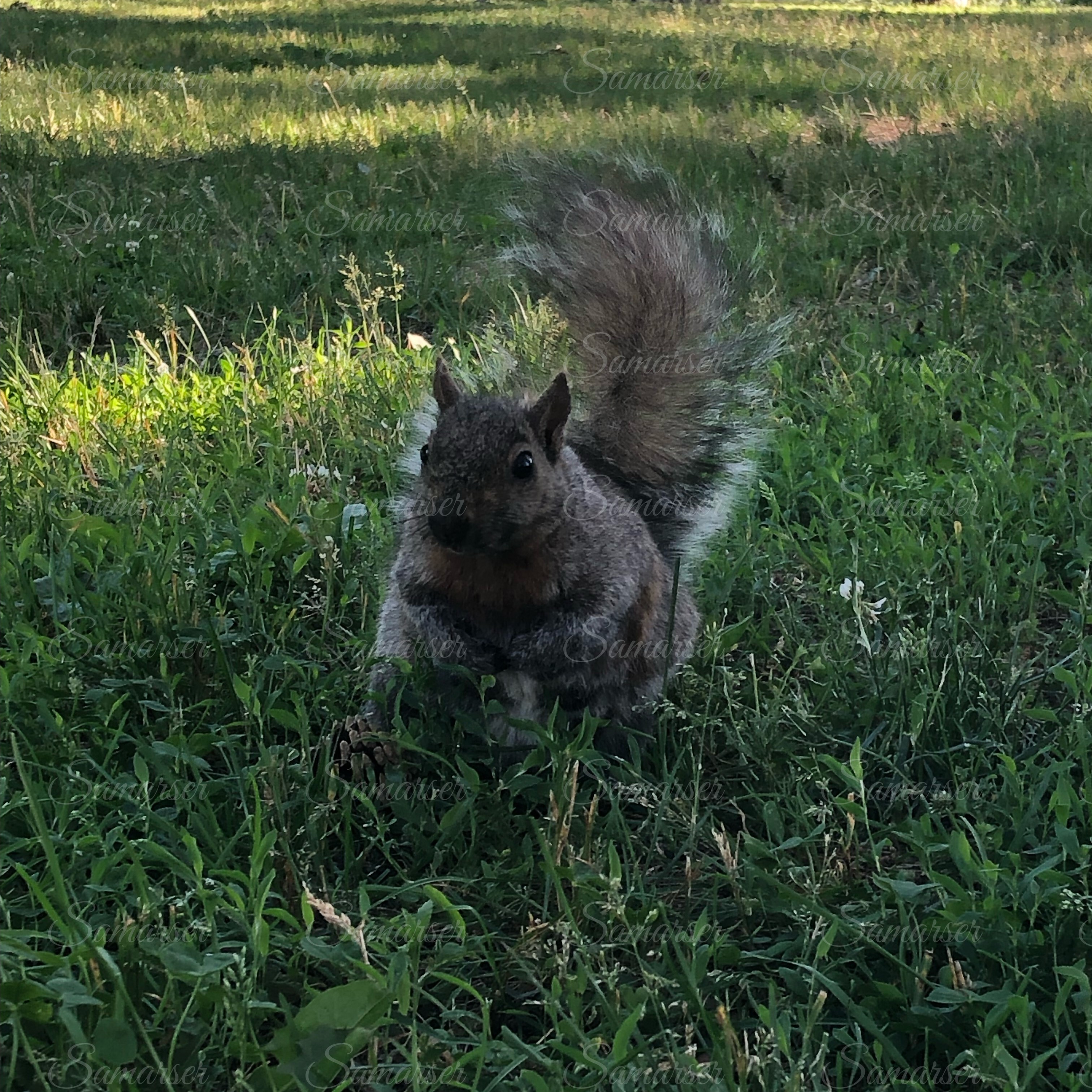 Squirrel in Nature