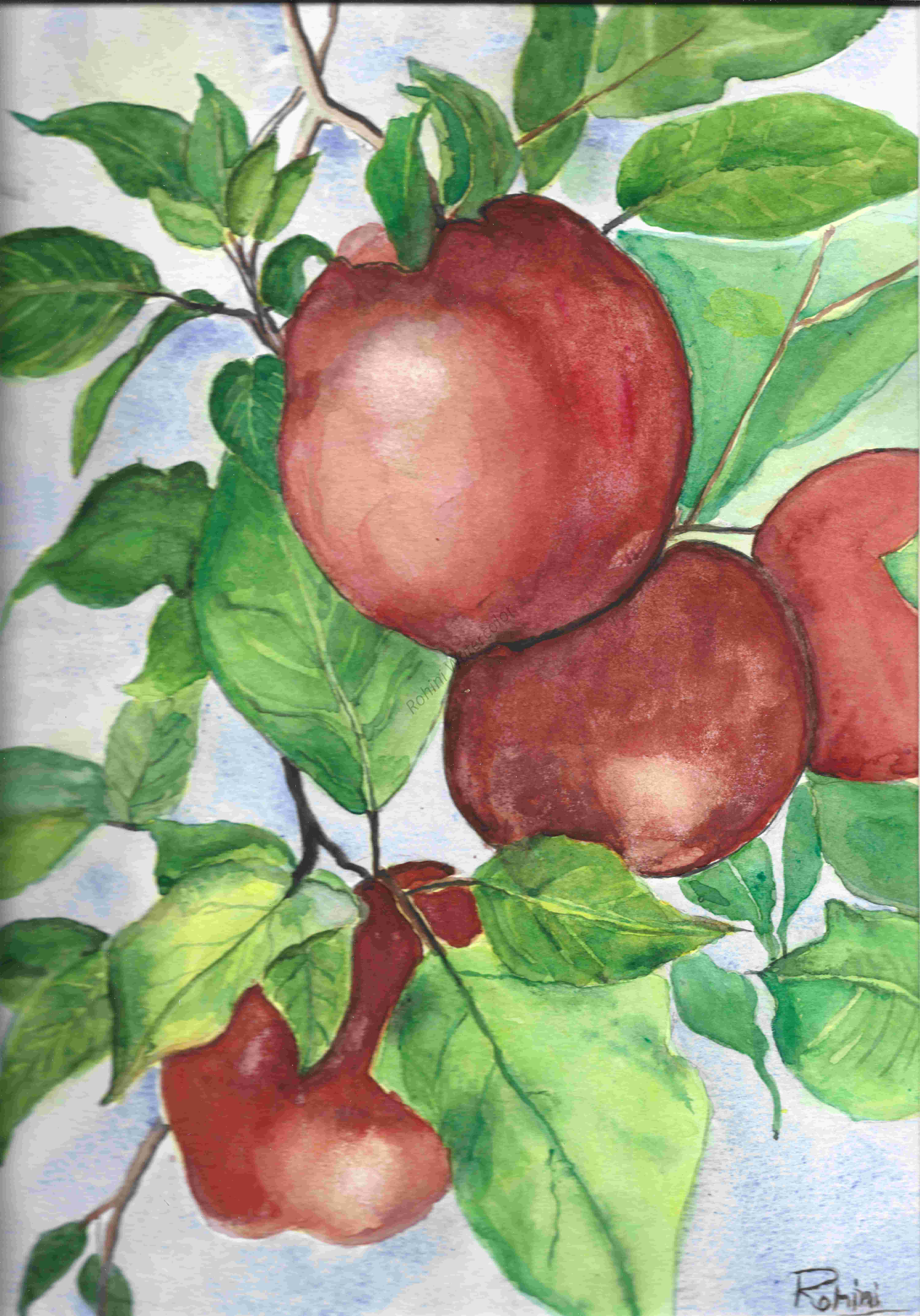 Bountiful Harvest