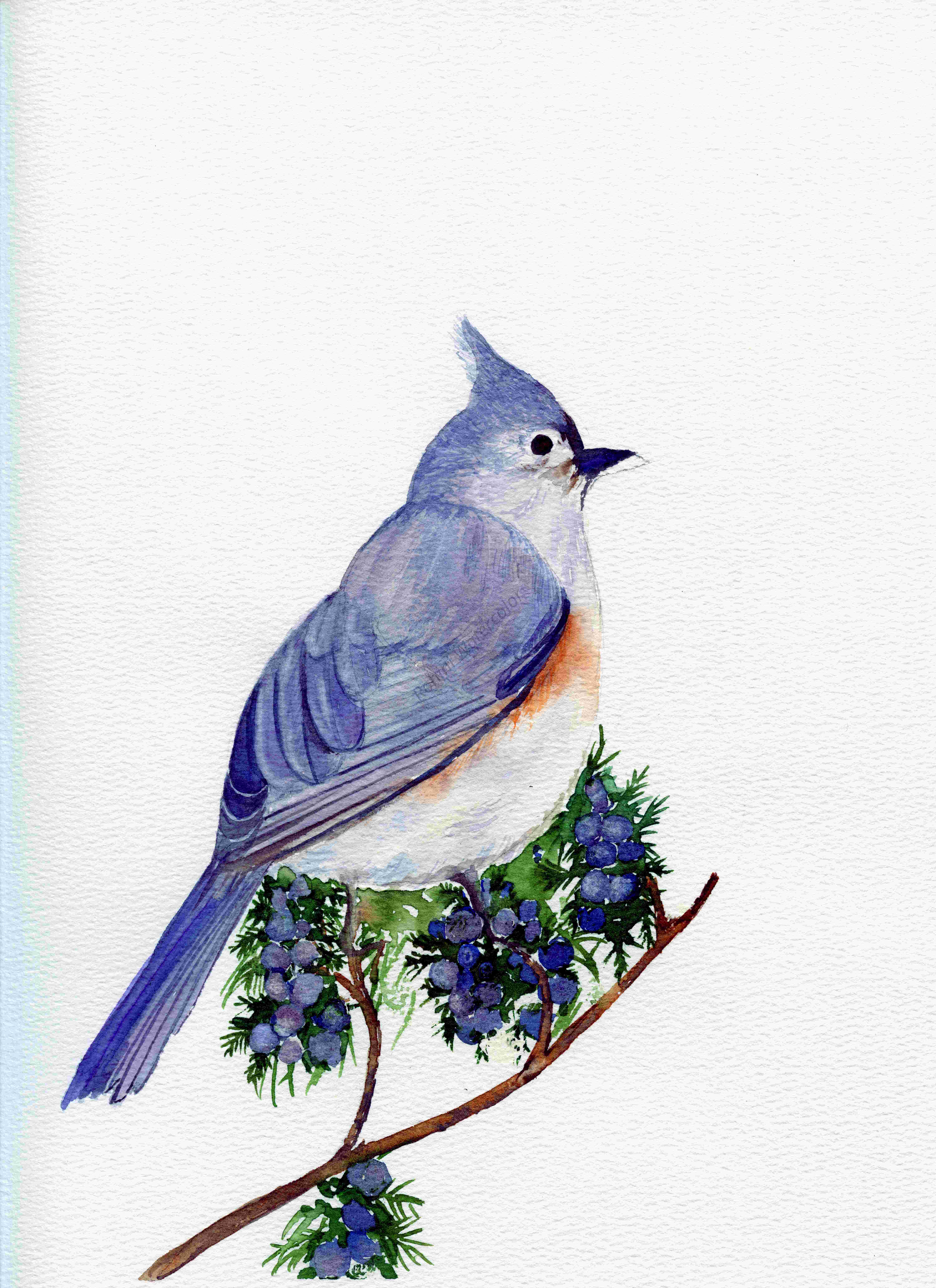 Hand-Painted Bird Art