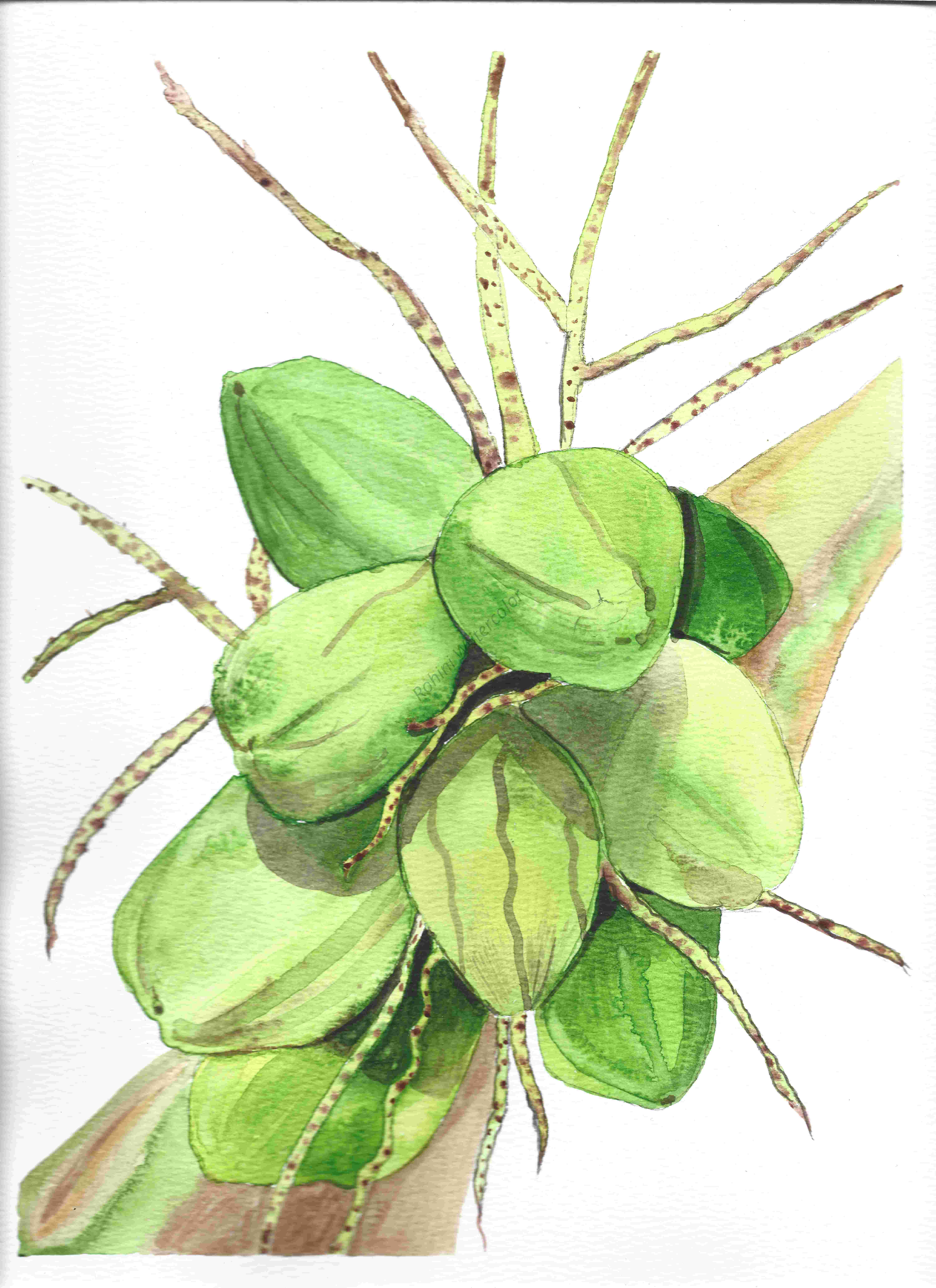 Green Palm Seeds