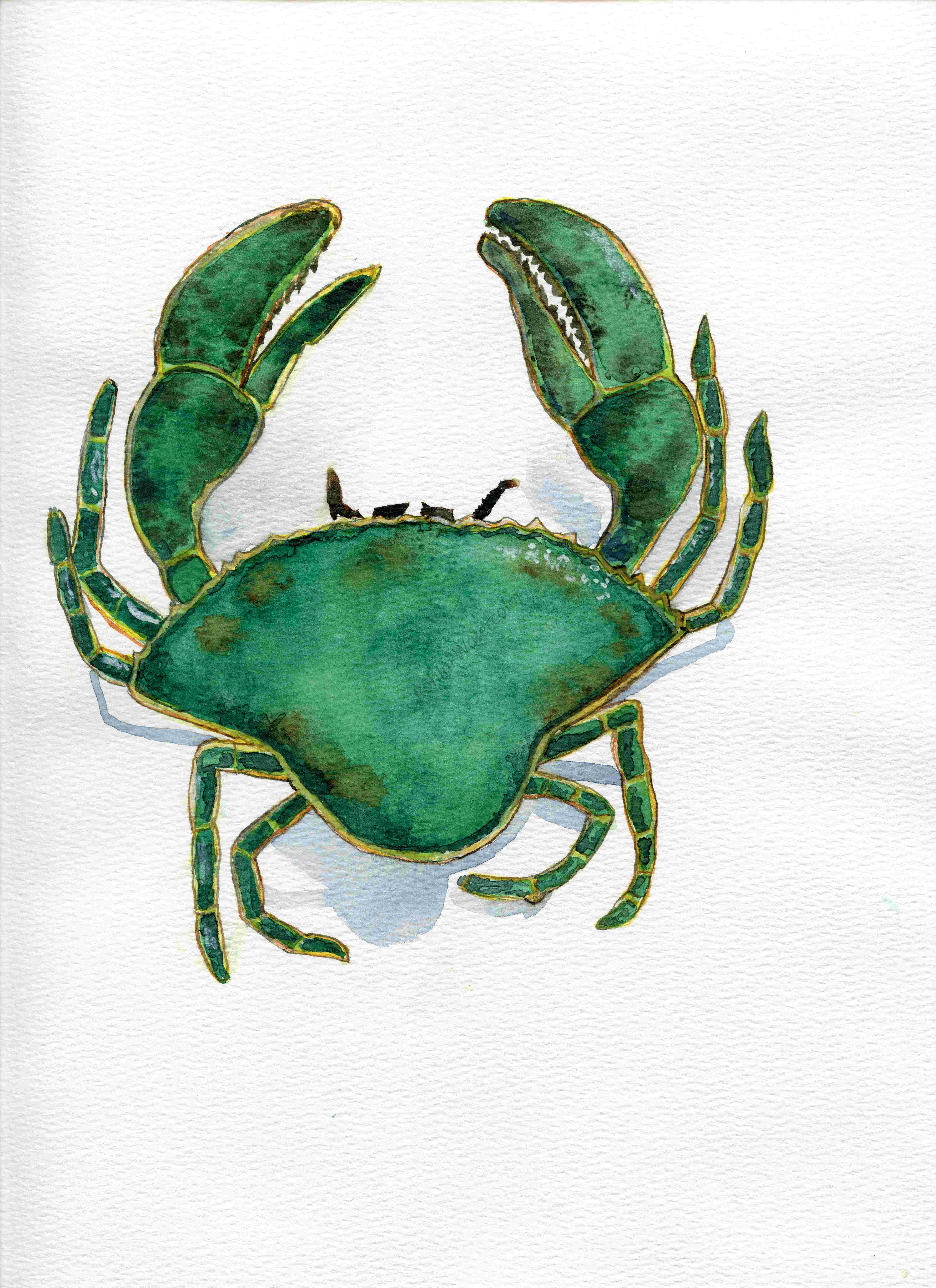 Green Crab Original Watercolor  9 x 12