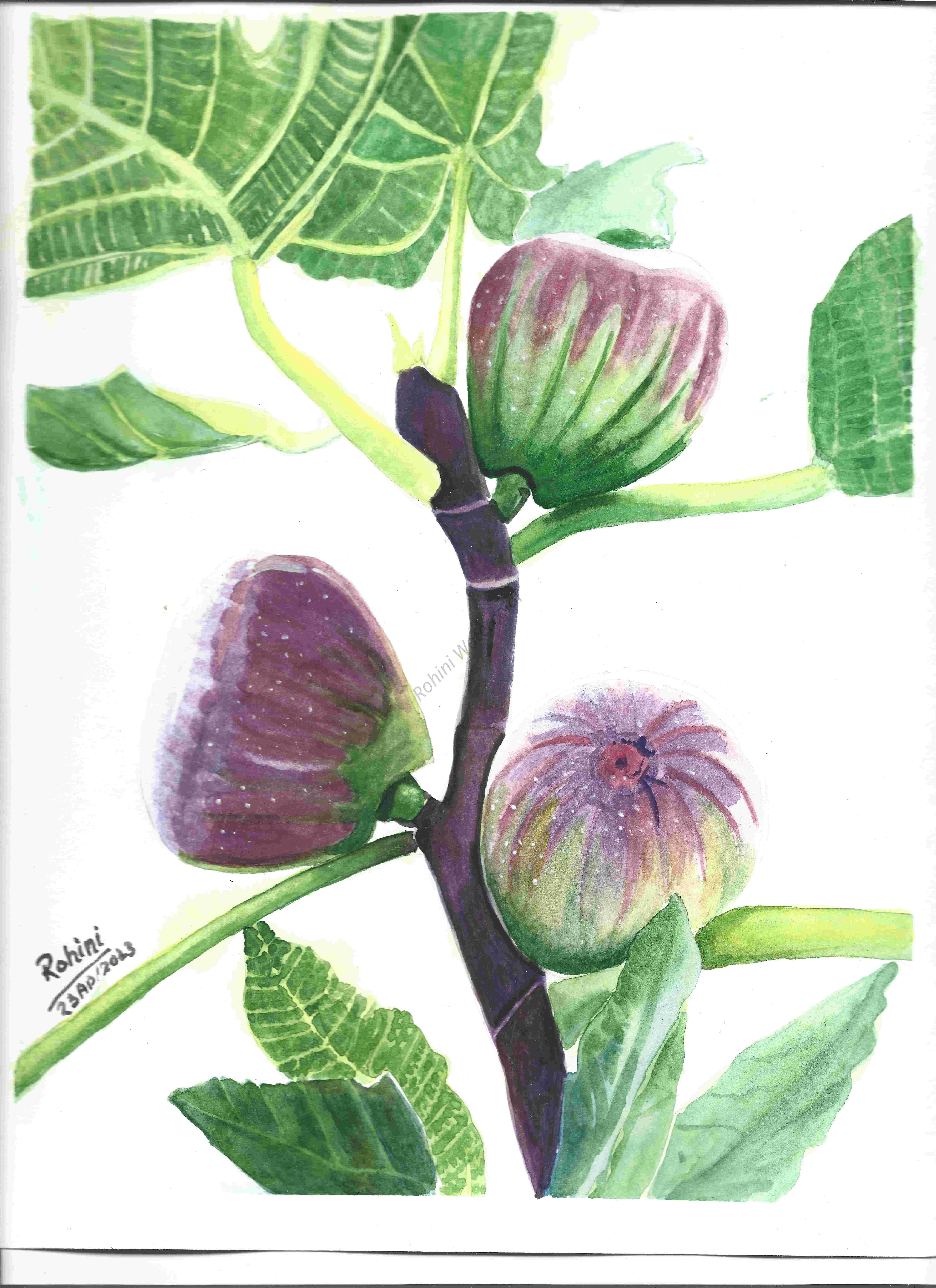 Figs  Original Watercolor  9 x 12 