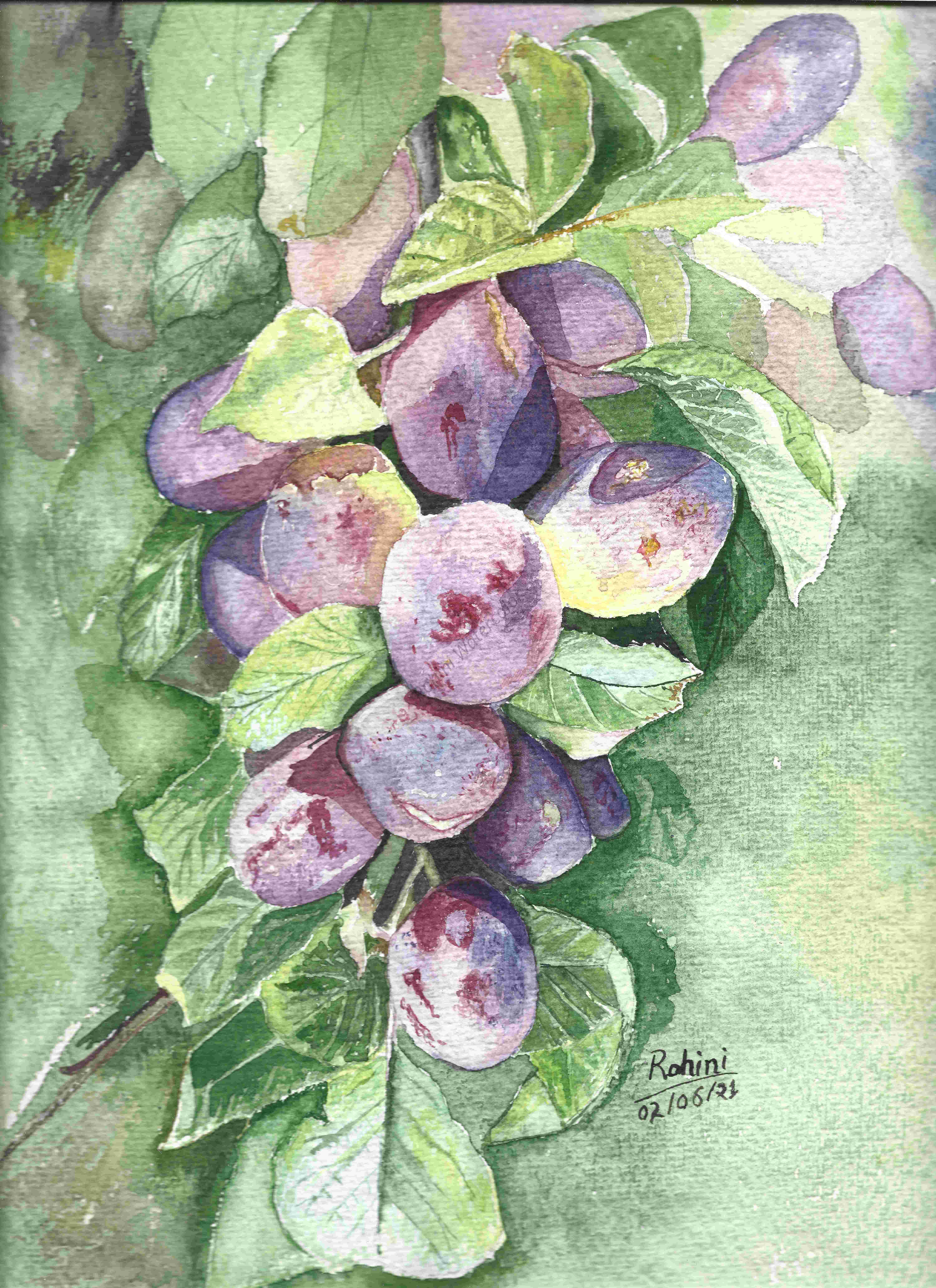Watercolor Painting of Plums