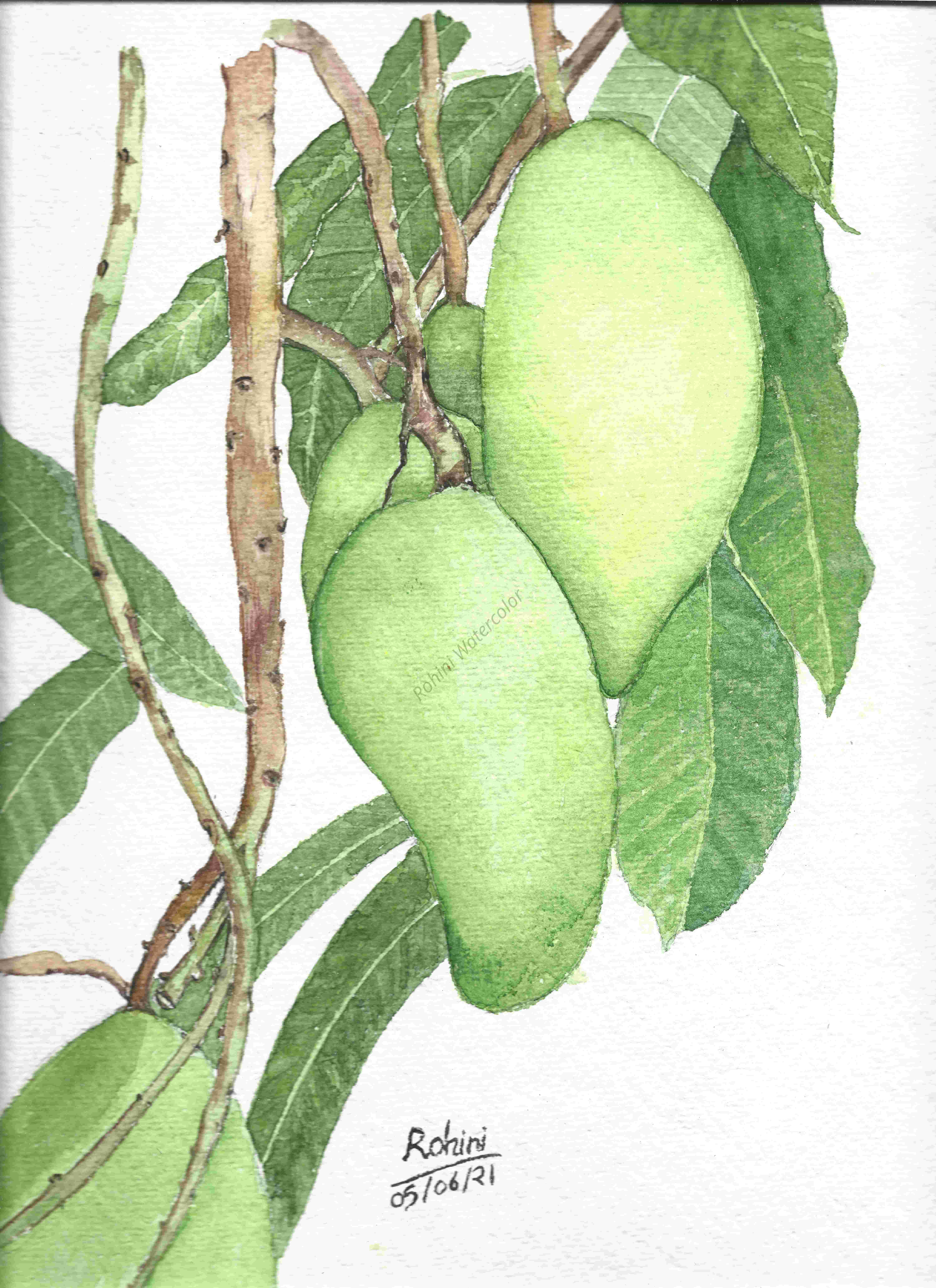 Mango Tree Watercolor Painting