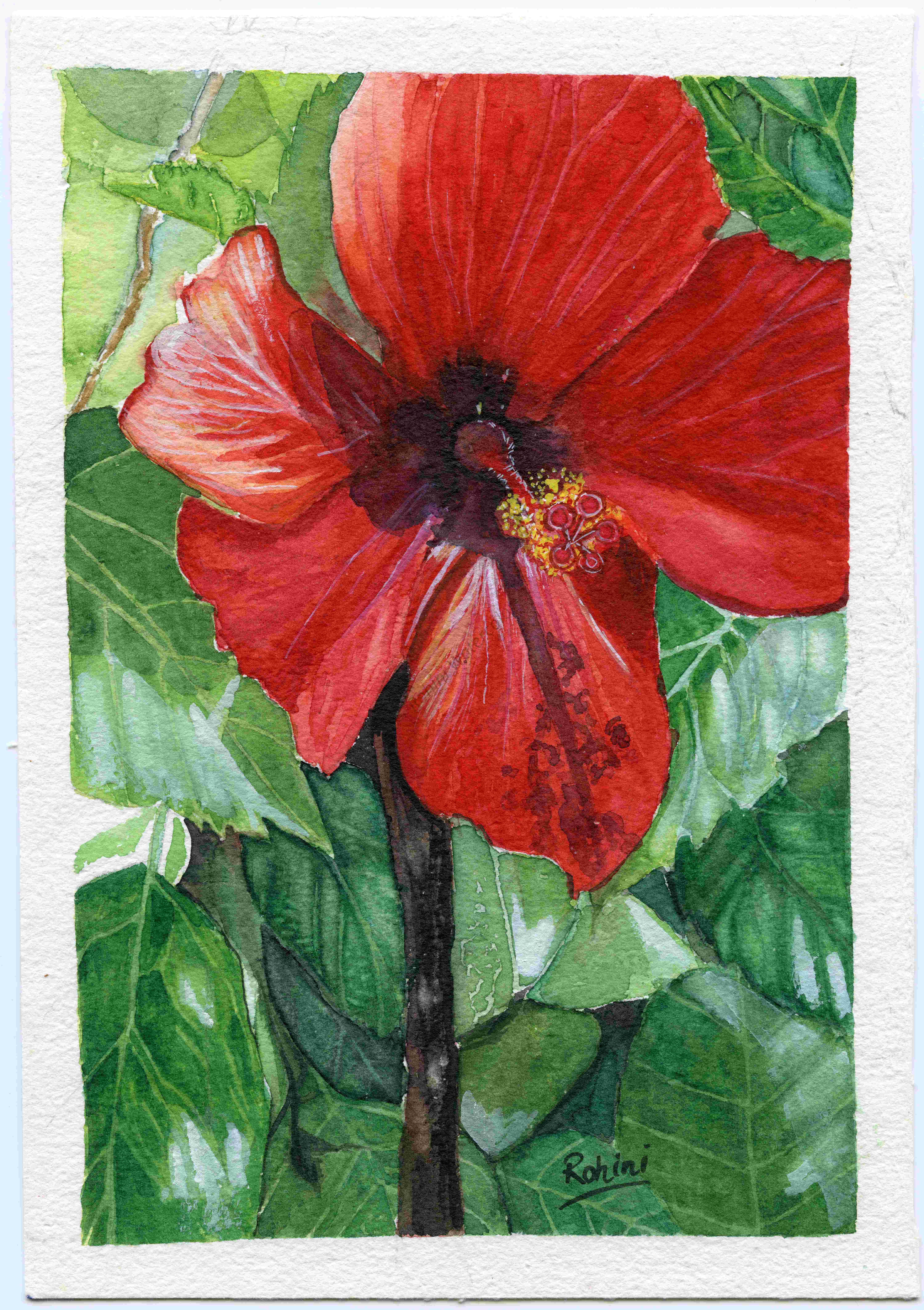 Scarlet Hibiscus