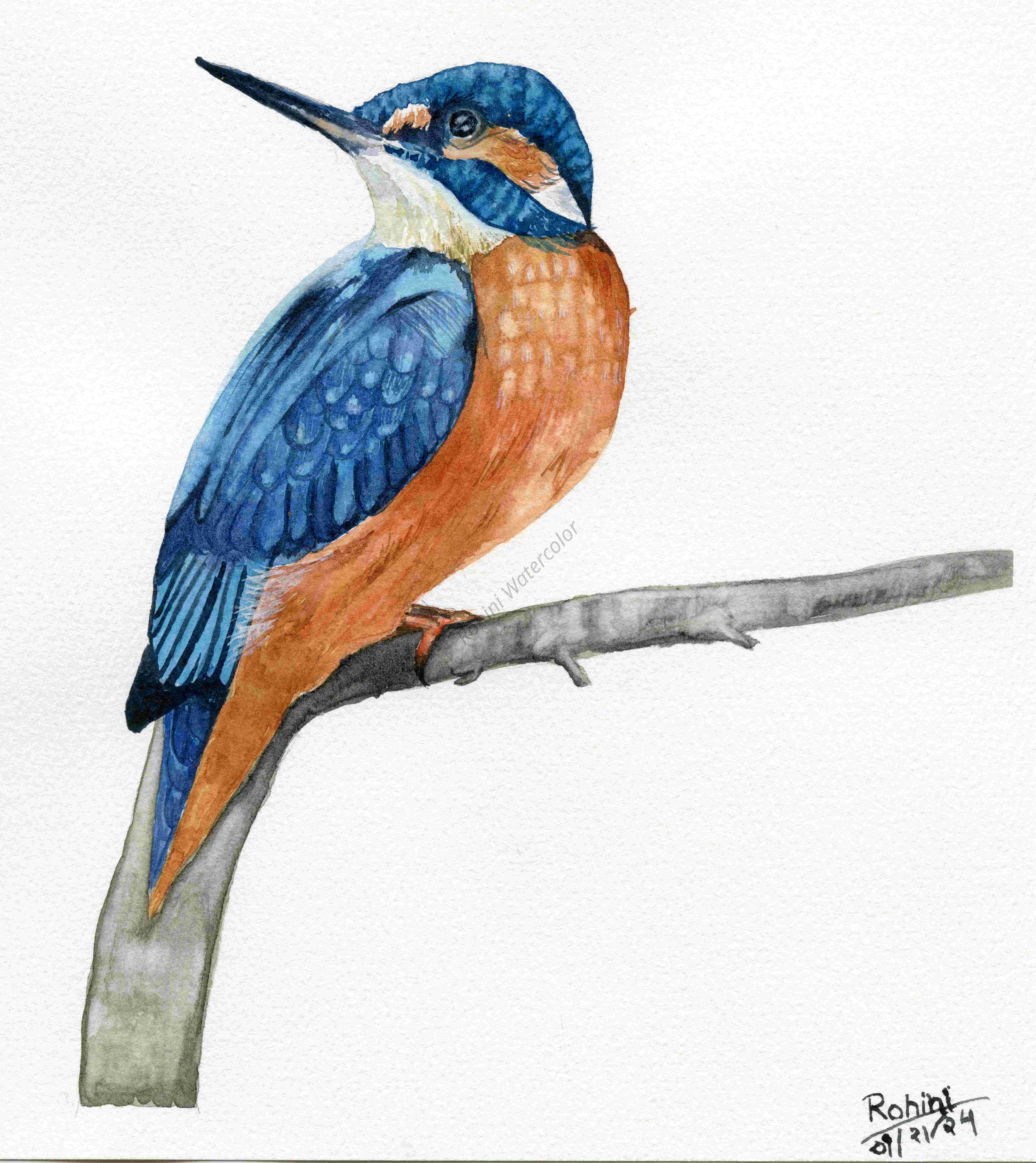 Kingfisher Watercolor Painting