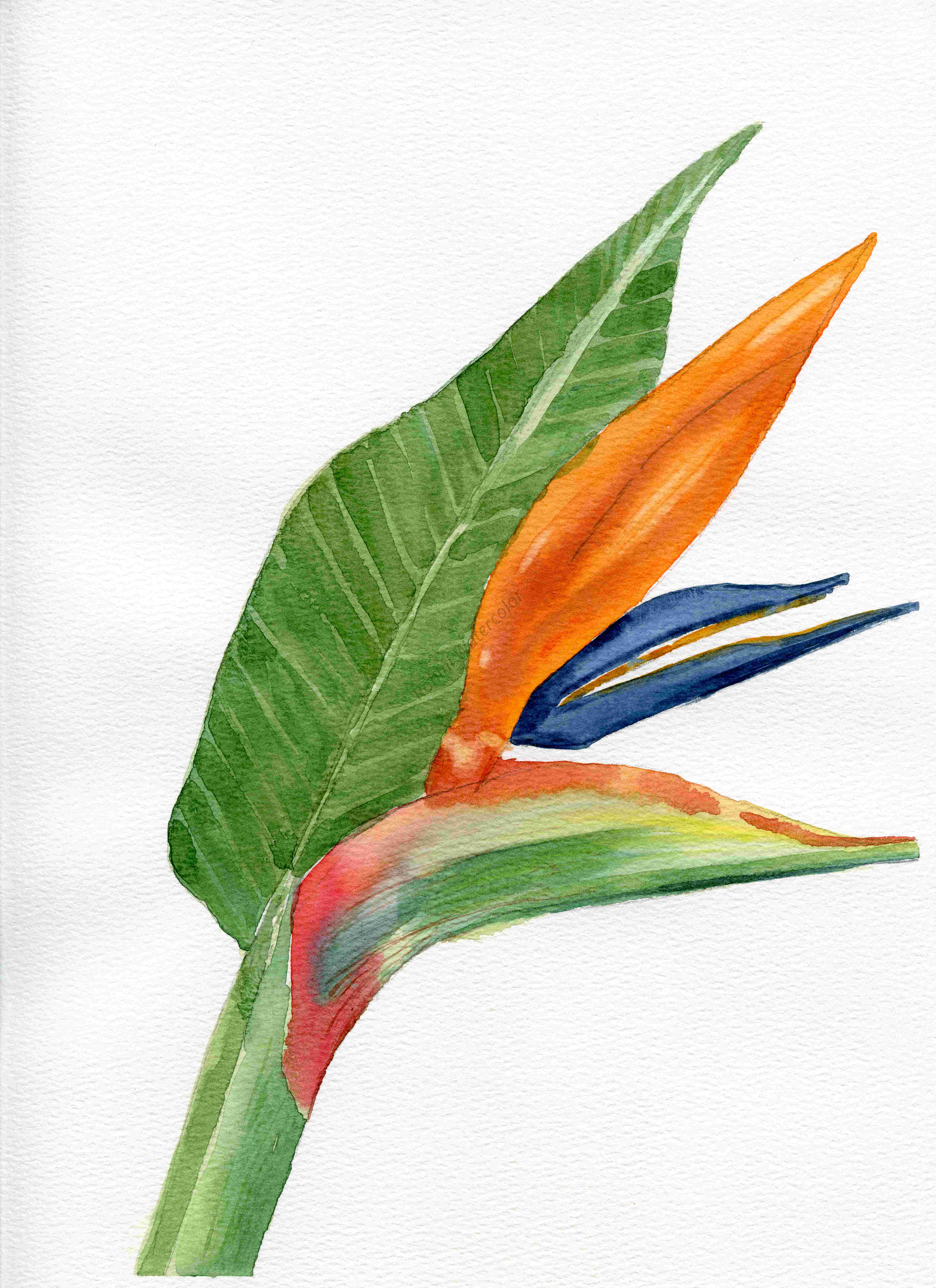 Bird of Paradise Painting