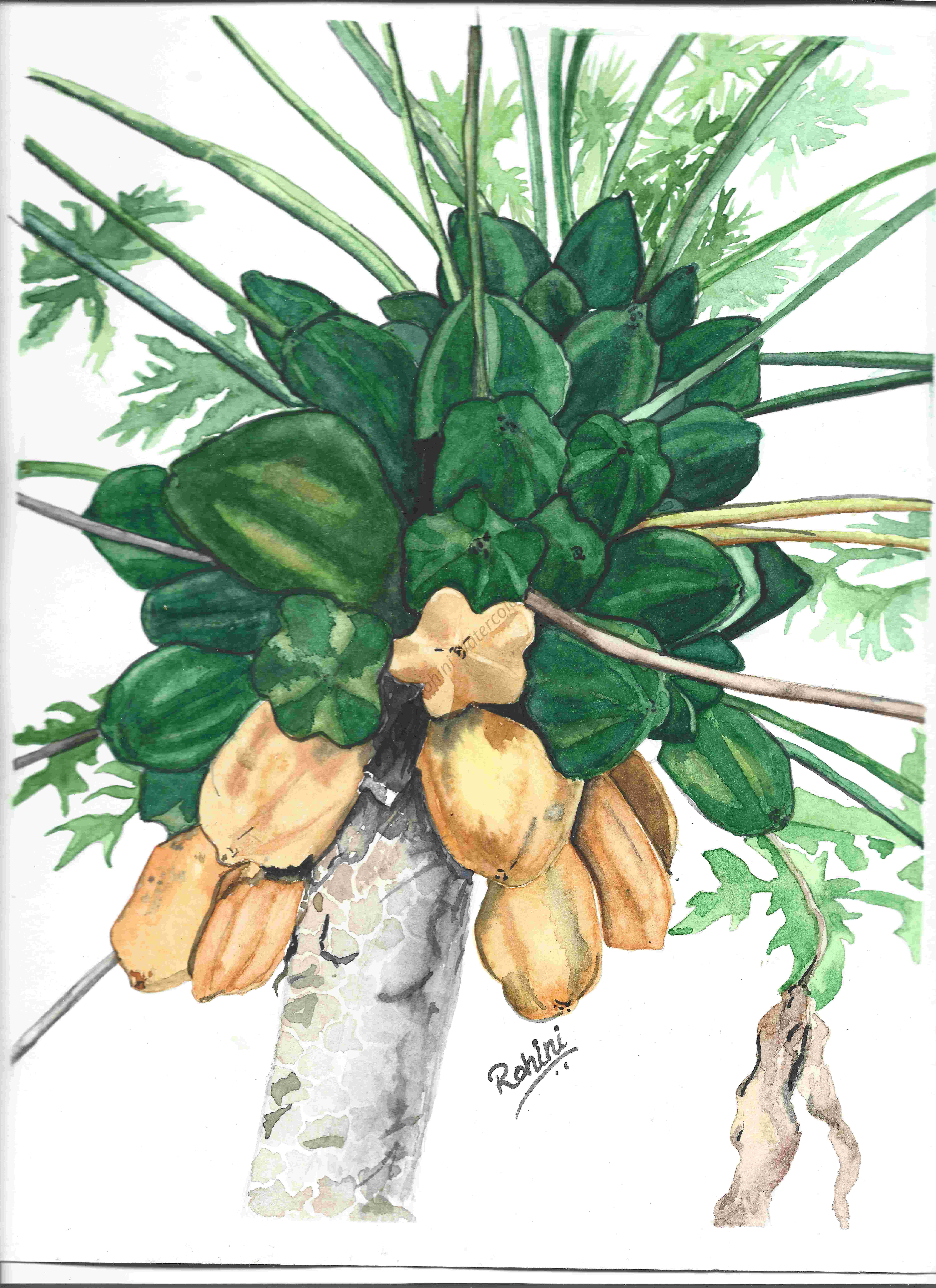 Hand-painted Botanical Illustration