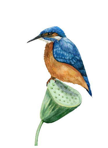 Kingfisher’s Perch