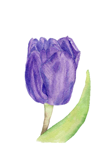 Purple Tulip Bloom 