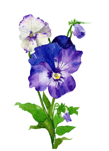 Pansy - 9 X 12 Original Watercolor Painting