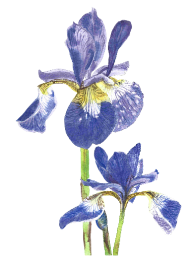 Iris - Original Watercolor Painting 9 X 12 