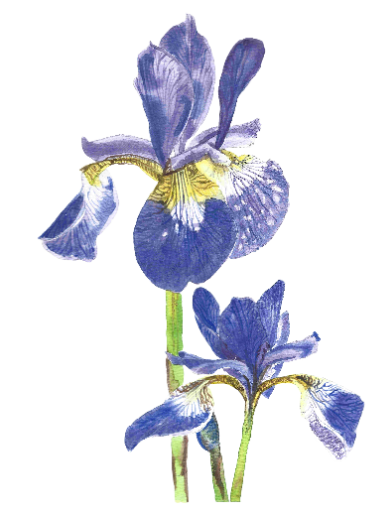 Iris Flower Botanical Art Print