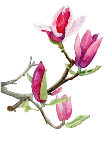 Magnolia Symphony