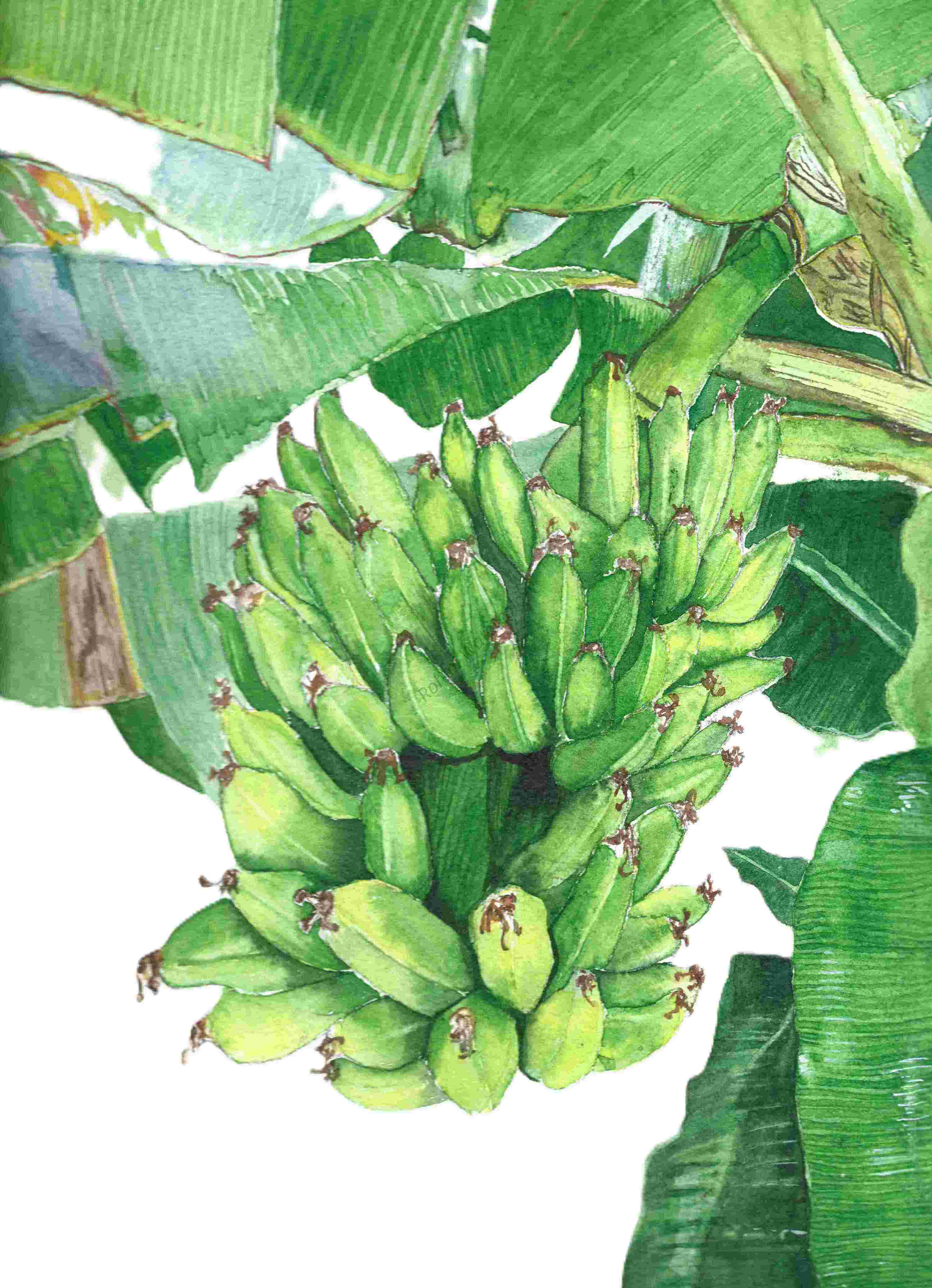 High-Quality Prints of Original Watercolor Paintings