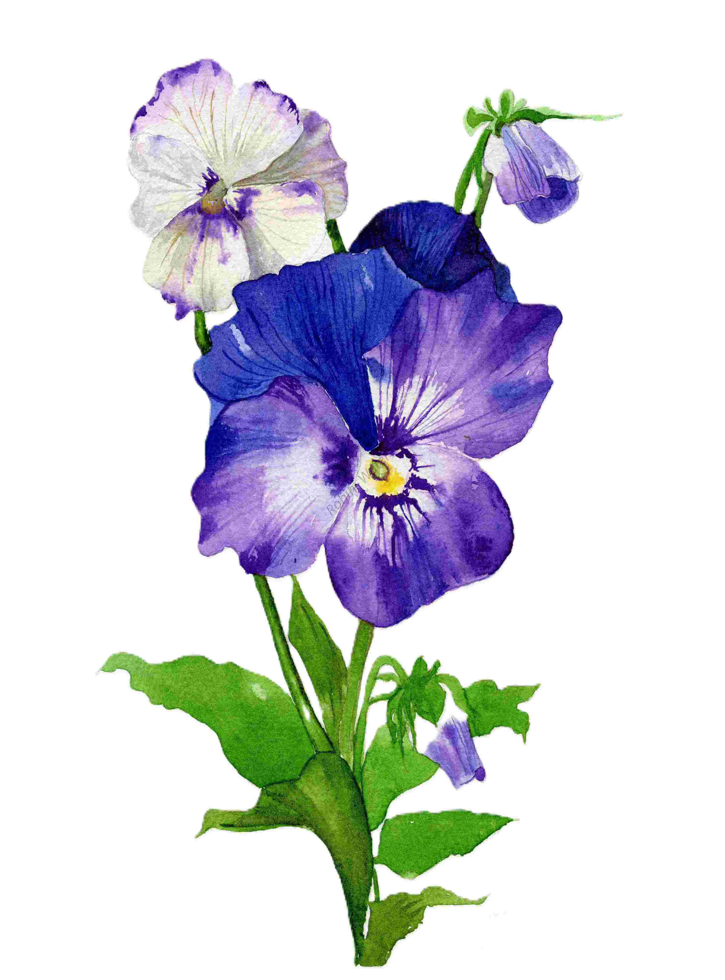 High-Quality Prints of Original Watercolor Paintings