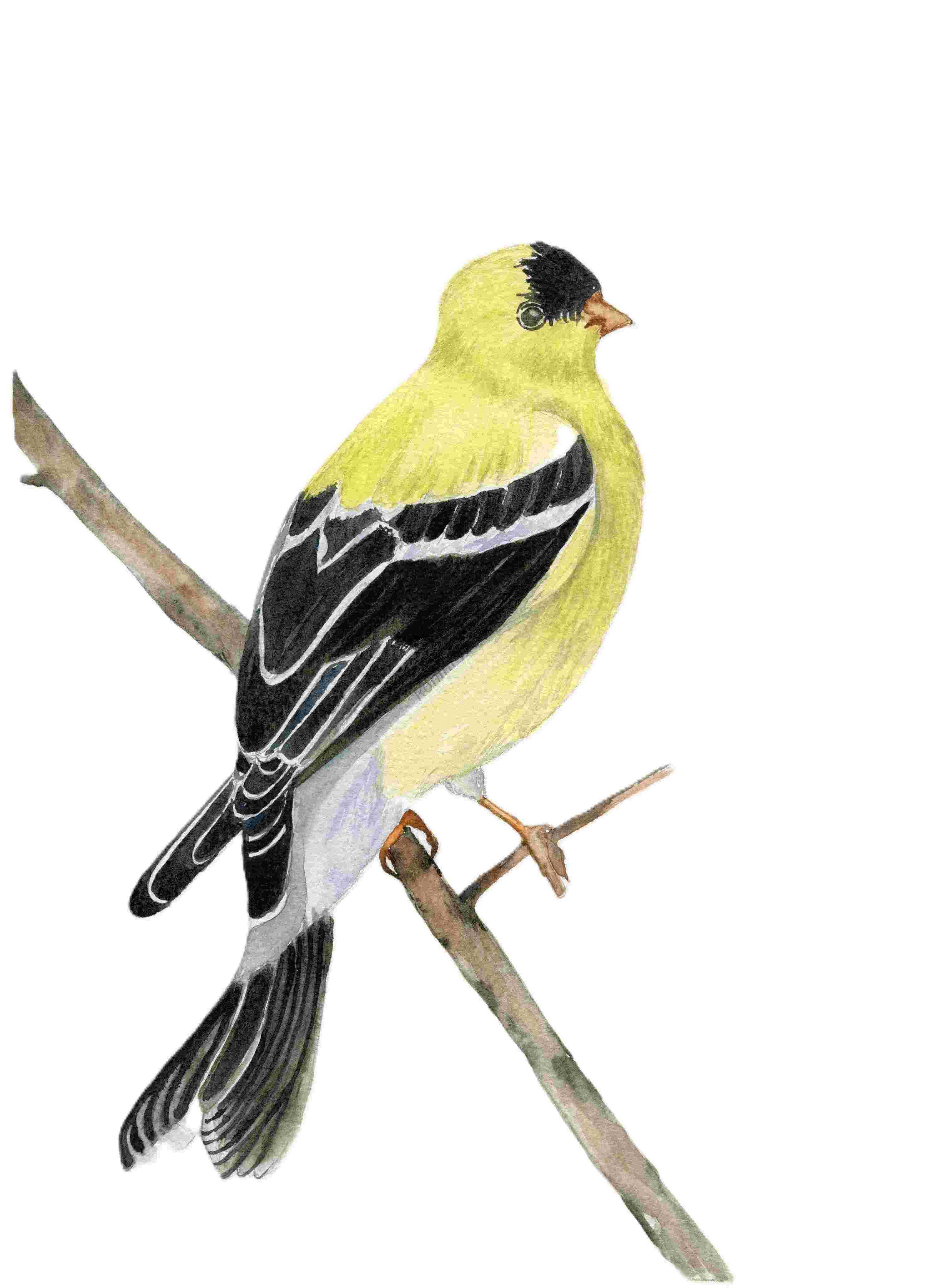American Goldfinch