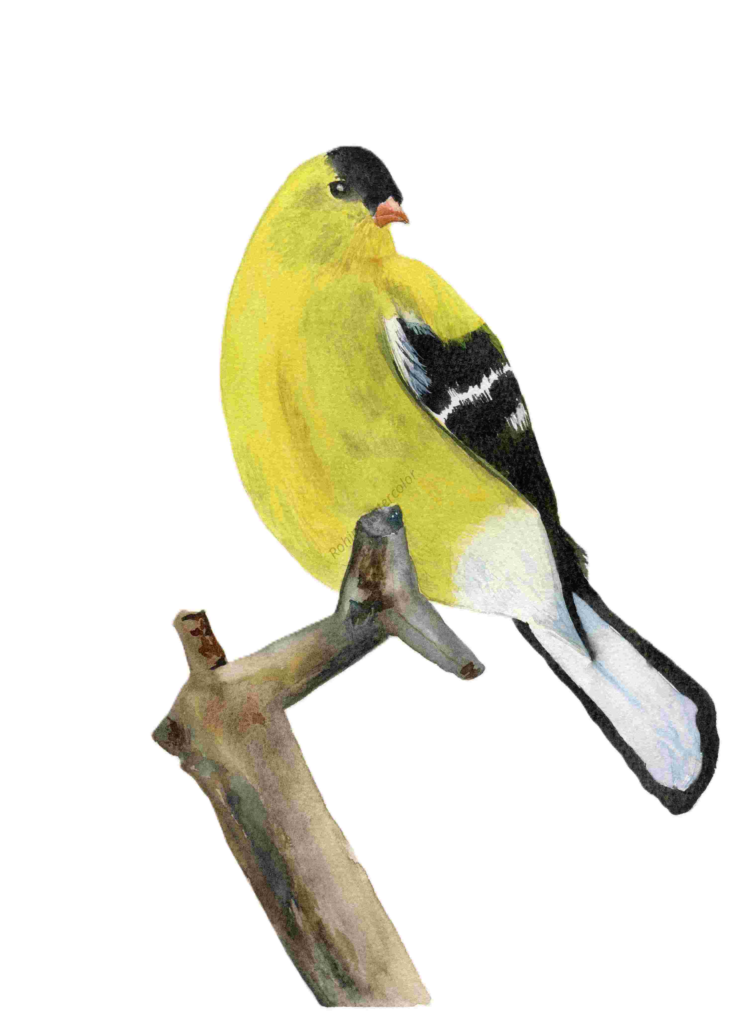 Golden Perch - Original Watercolor