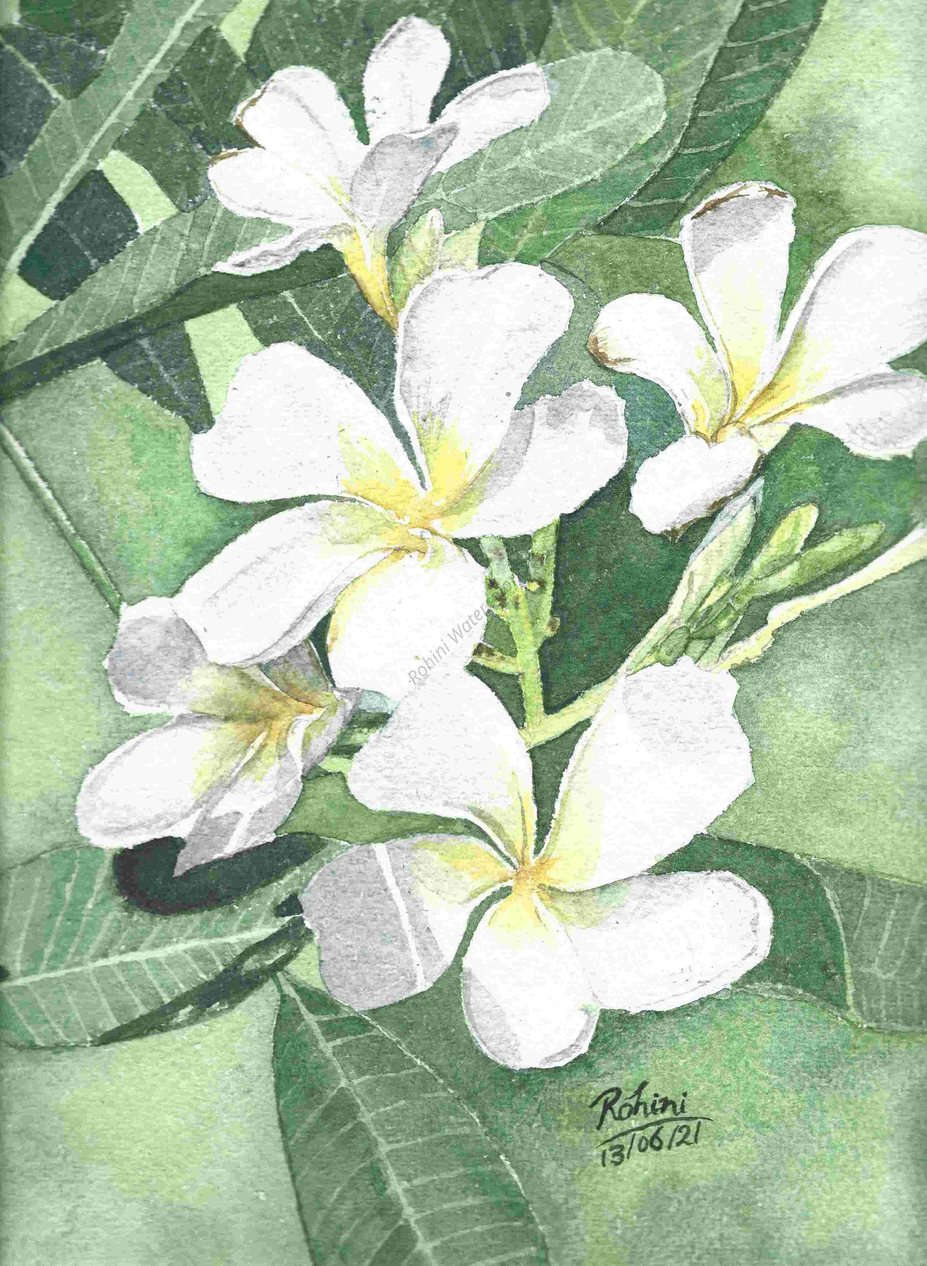White Blooms - Fine Art Print 