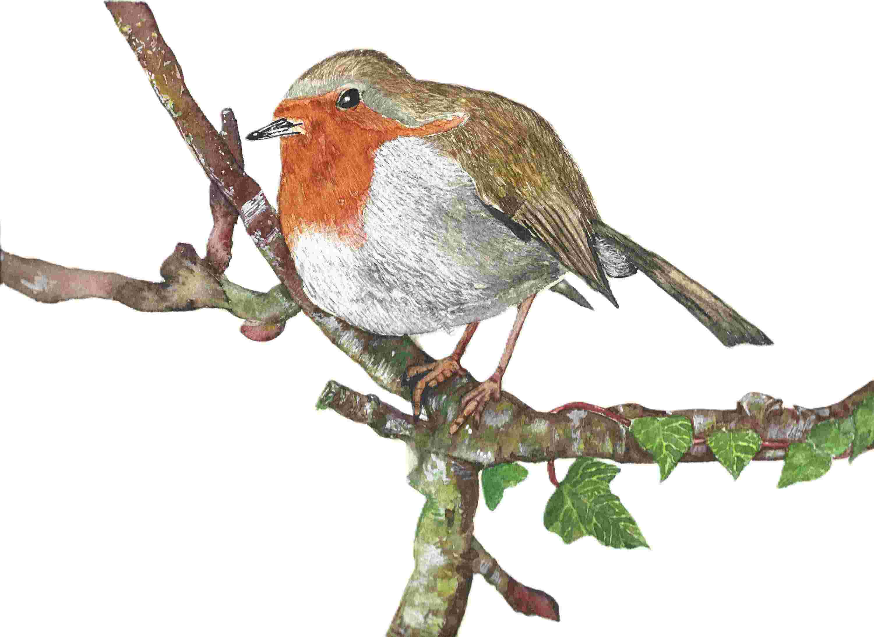 Rustic Robin on a Branch