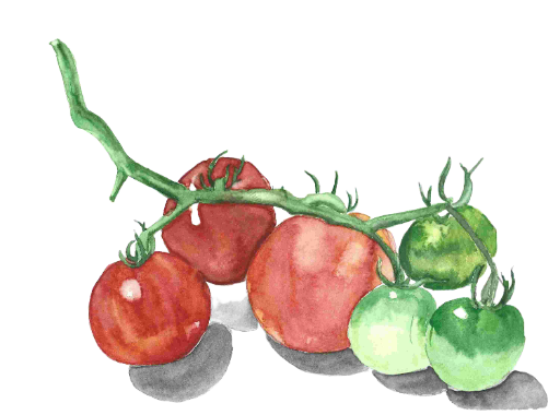 Vine-Ripened Tomatoes in Watercolor