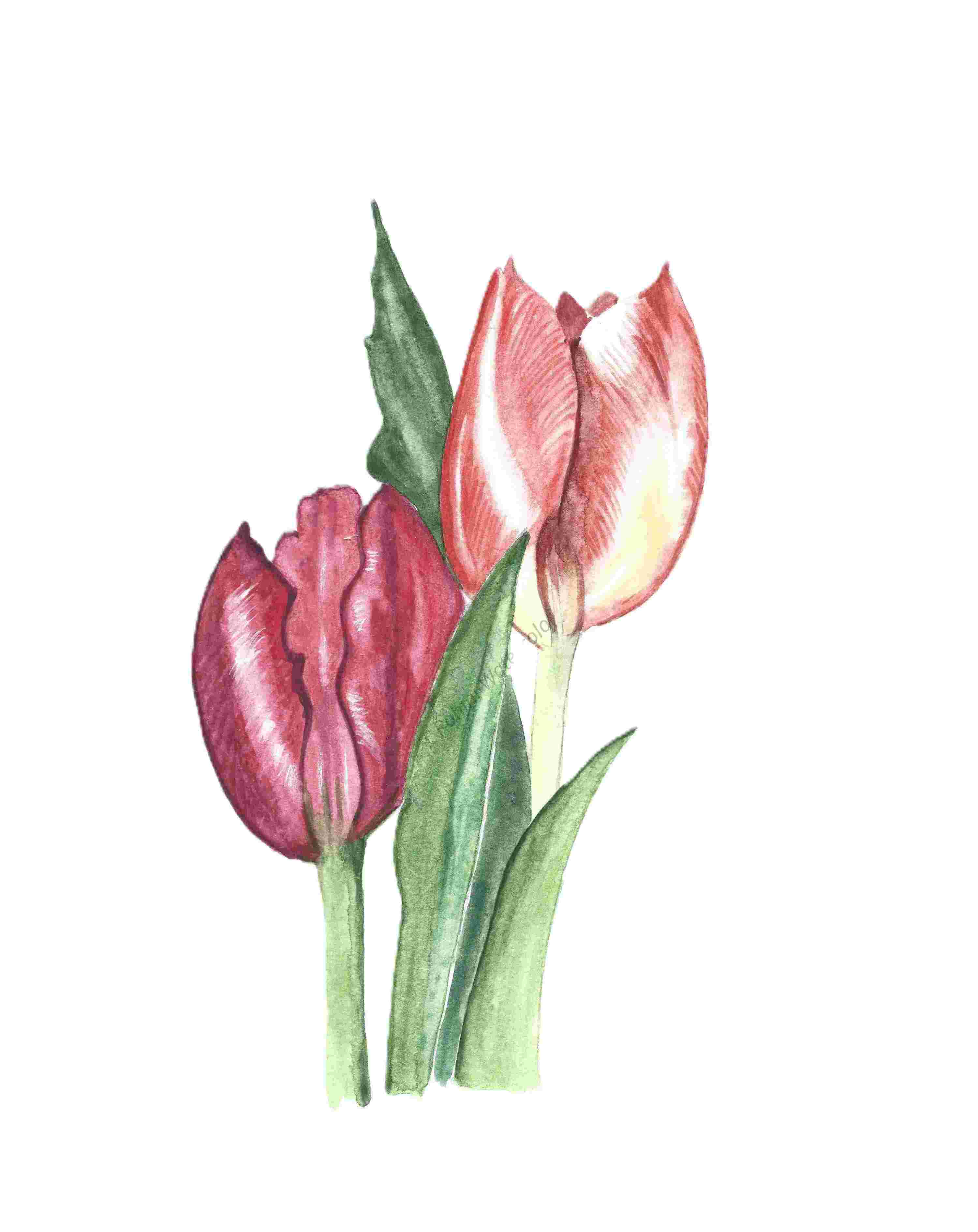 Elegant Tulip Duo